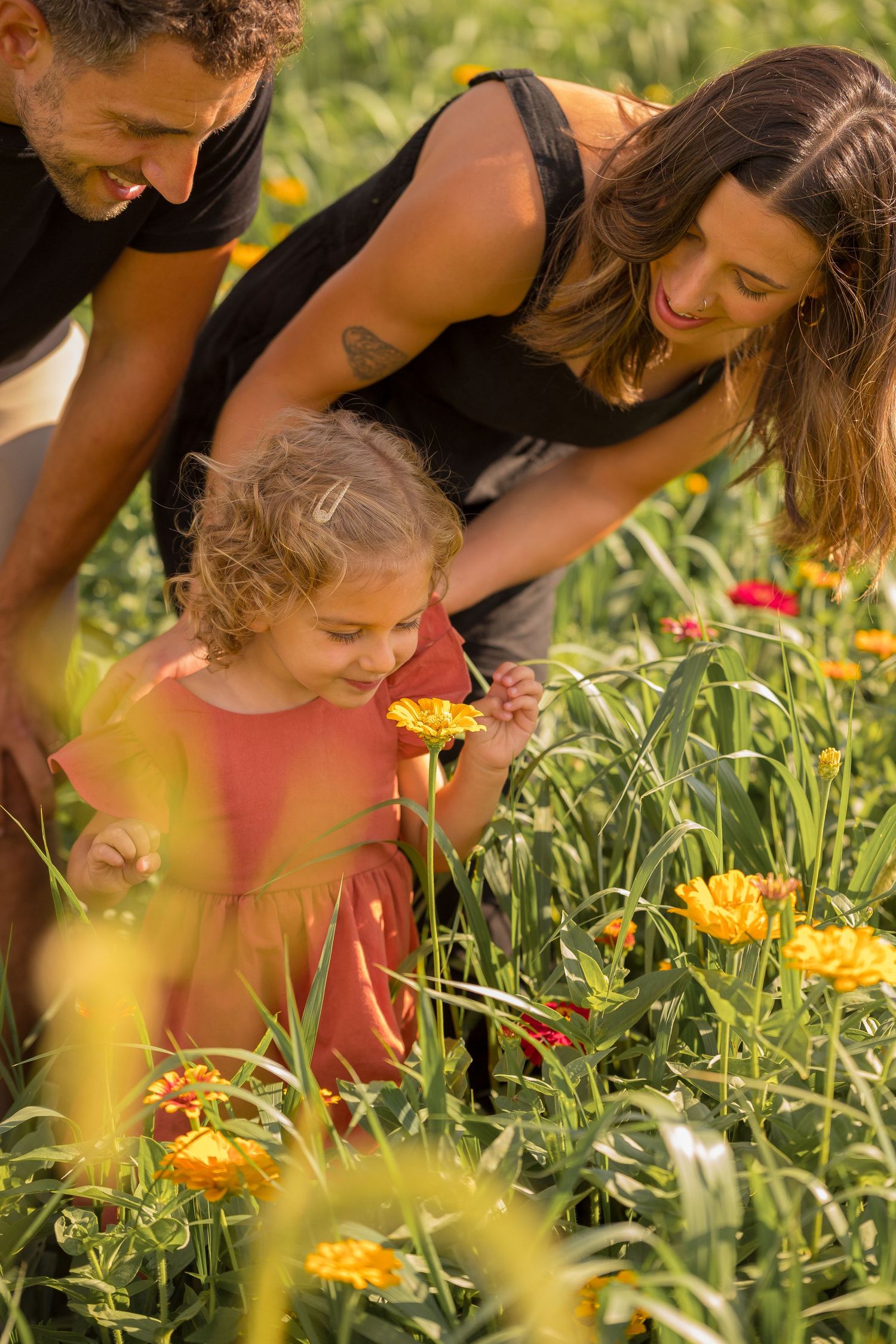 Close-up shots of exploring yellow flowers in a garden during golden hour.