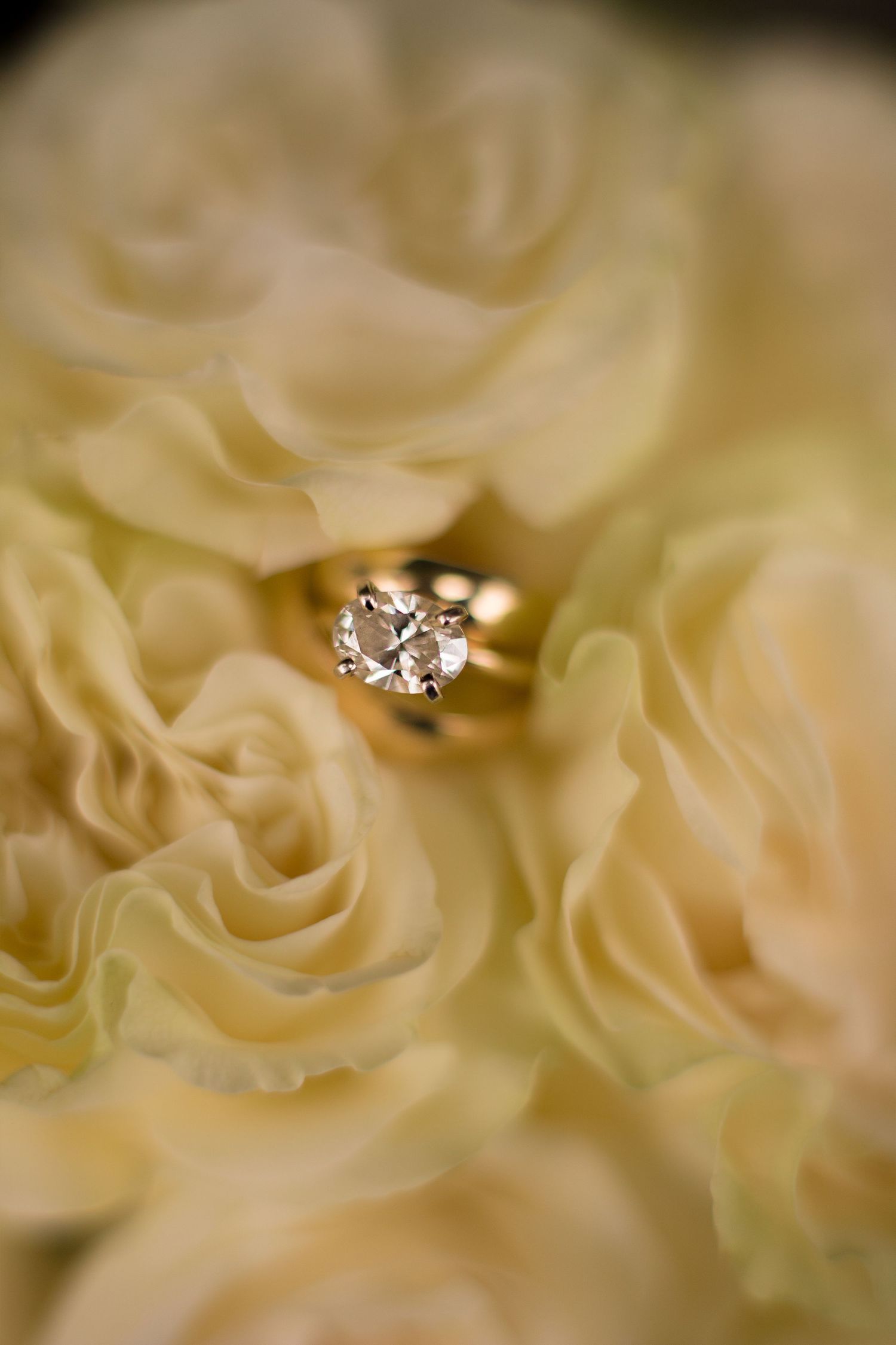 Diamond engagement ring nestled among soft cream colored rose petals in macro shot.