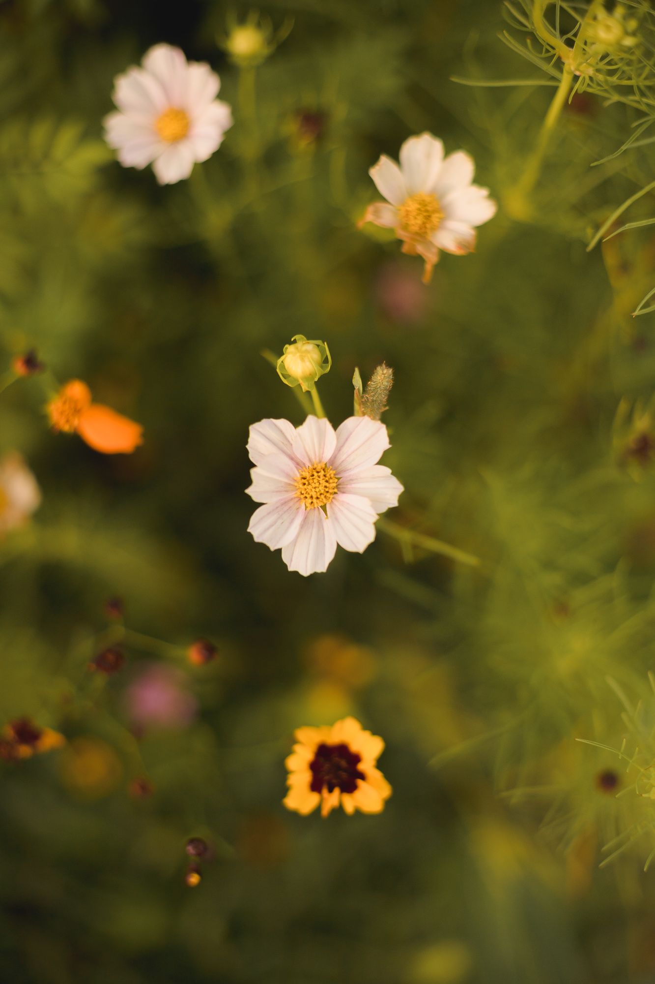 White and orange cosmos flowers sway in garden with dreamy bokeh effect.