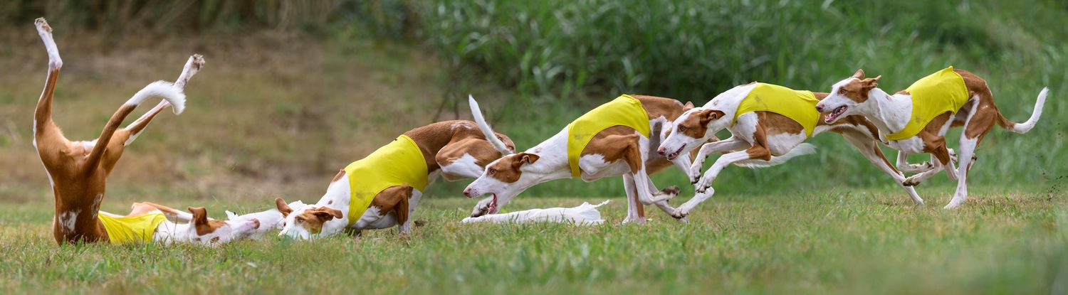 A composite image of an Ibizan hound catching a lure