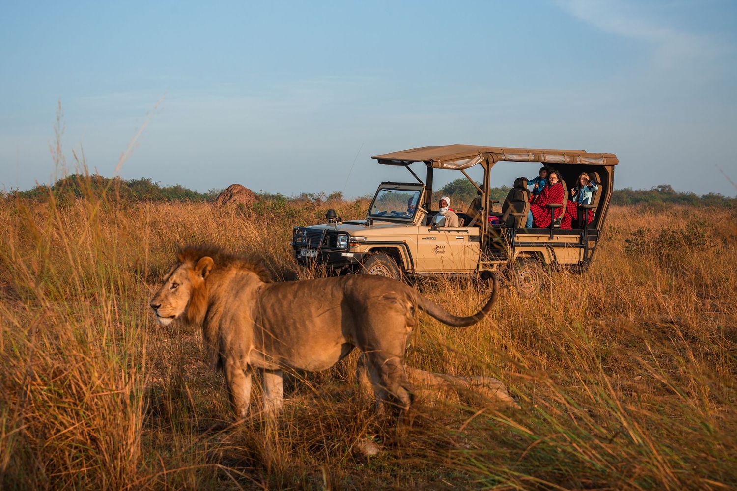 Safari vehicle at a sighting of two lions