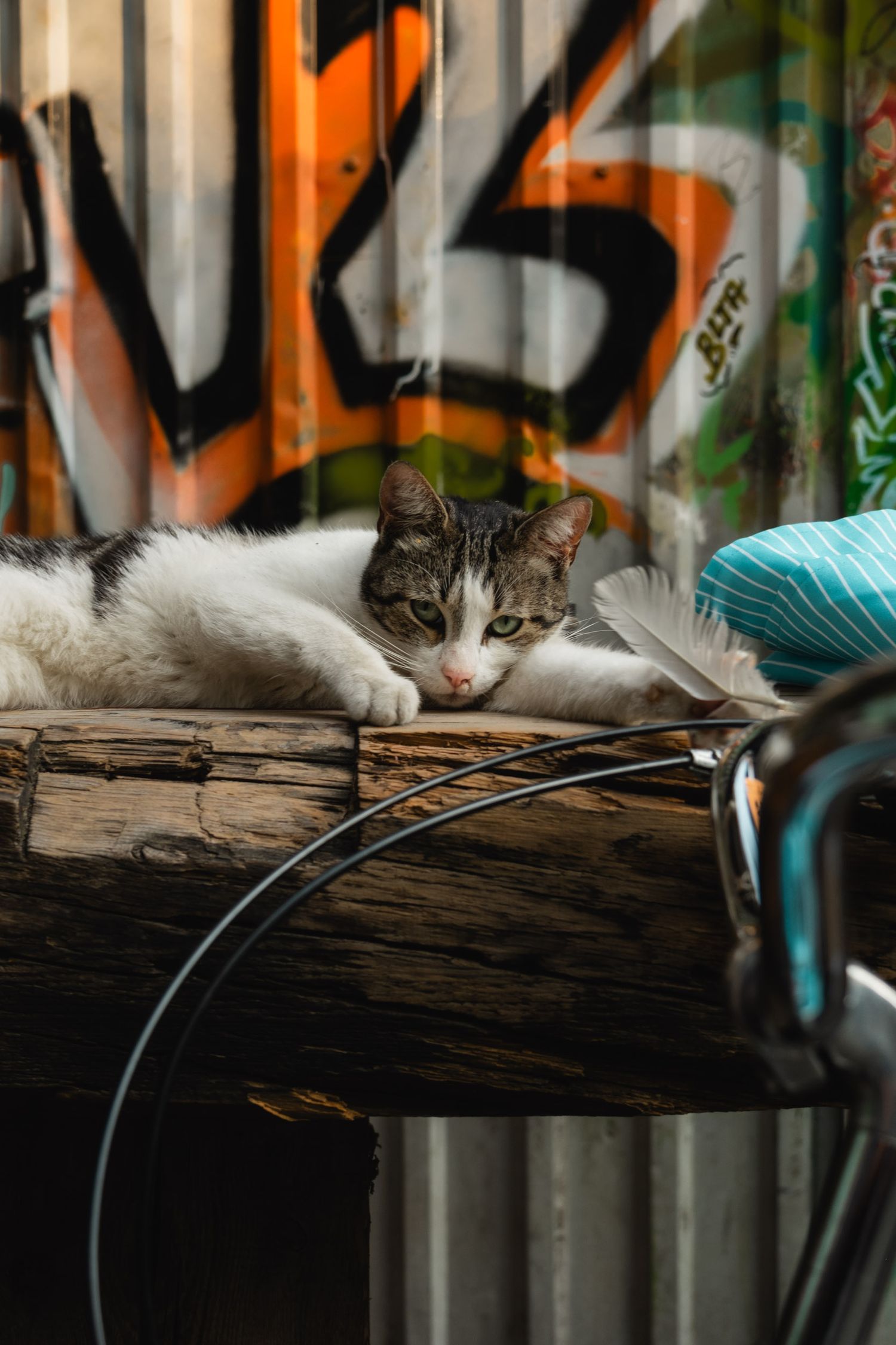 A tabby cat rests on a wooden surface with graffiti in the background.