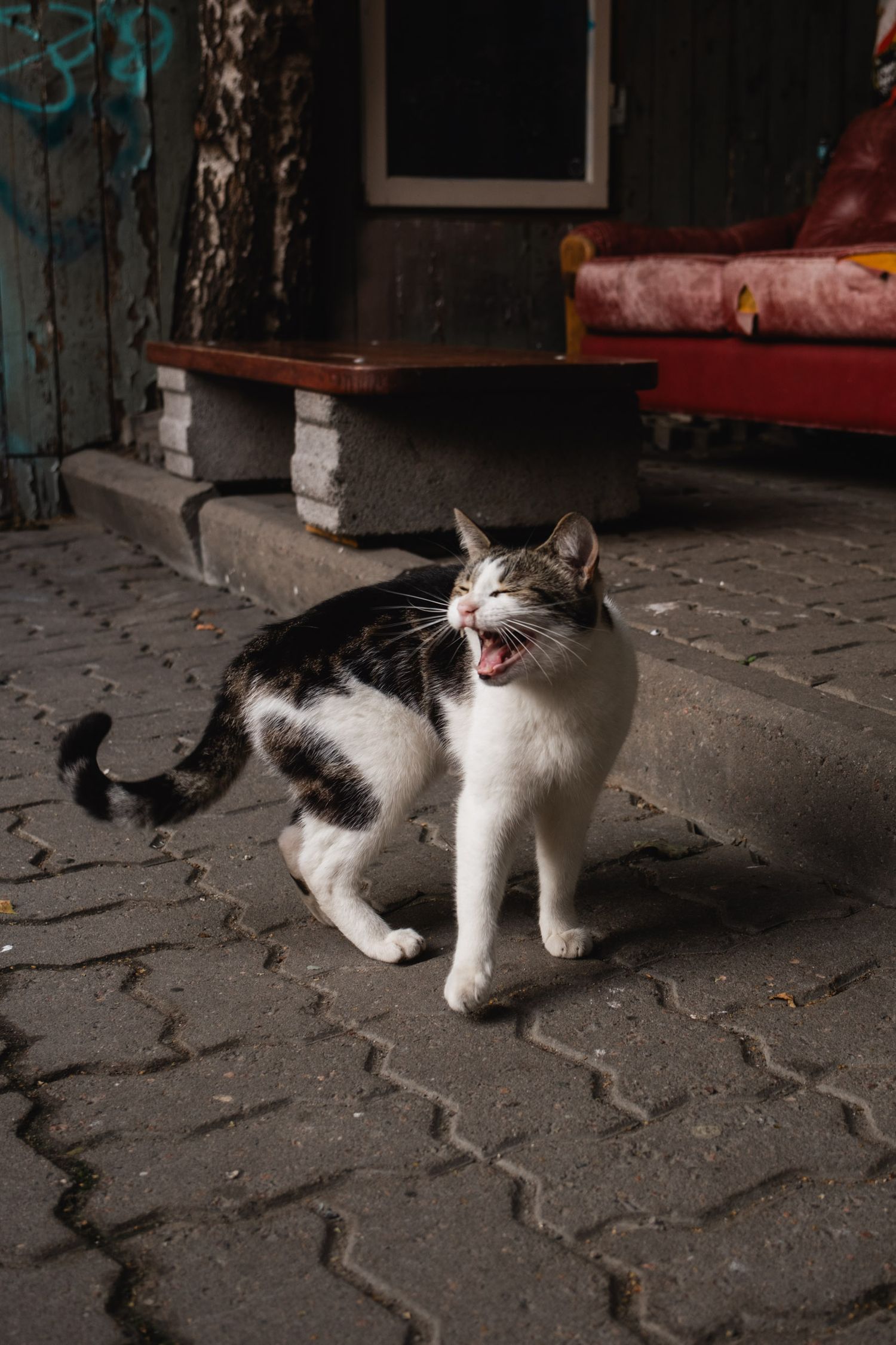 A black and white cat yawns while standing on cobblestone pavement.
