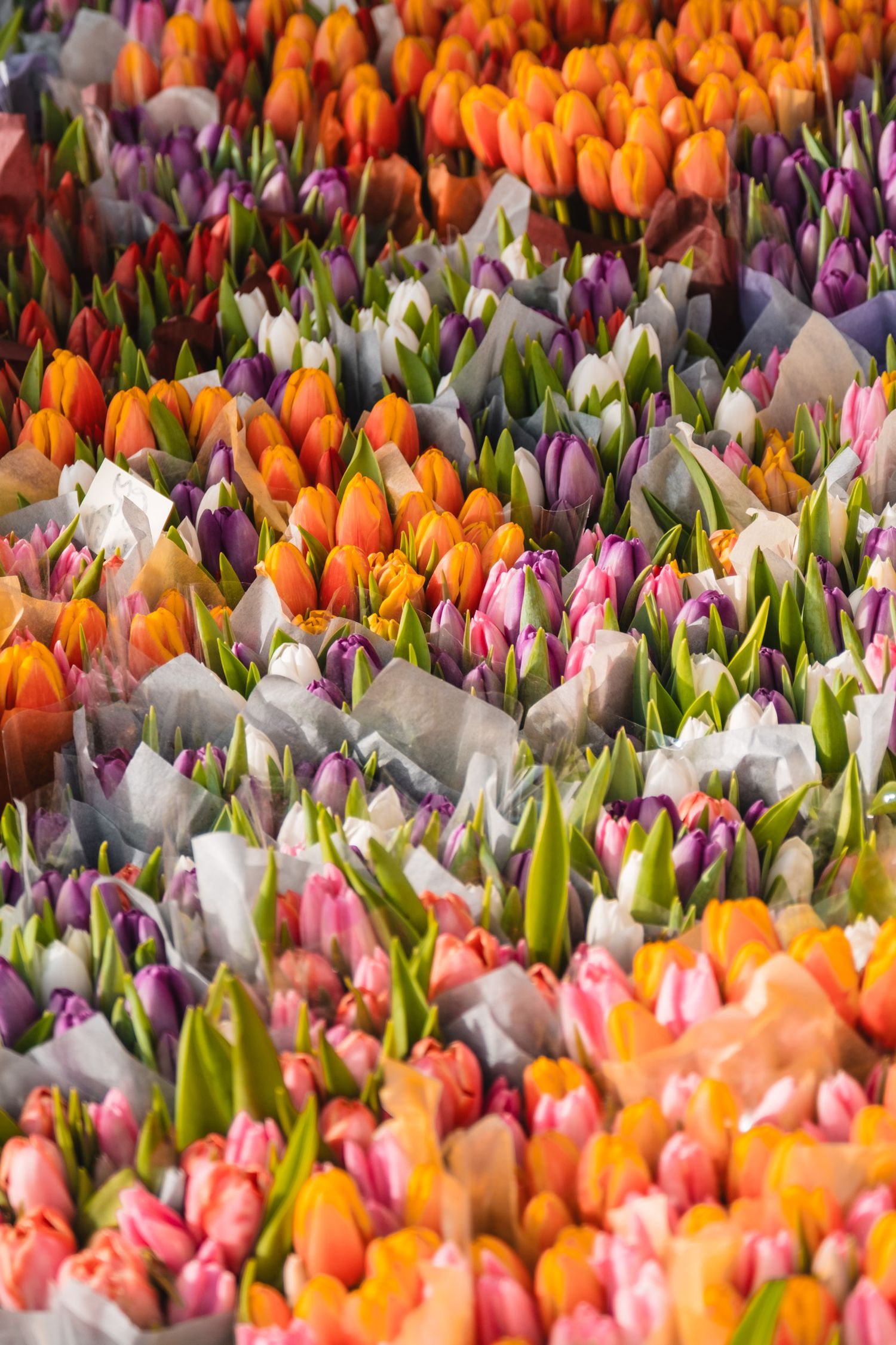 Vibrant display of colorful tulips in orange, purple, pink and white blooming together in a garden bed.