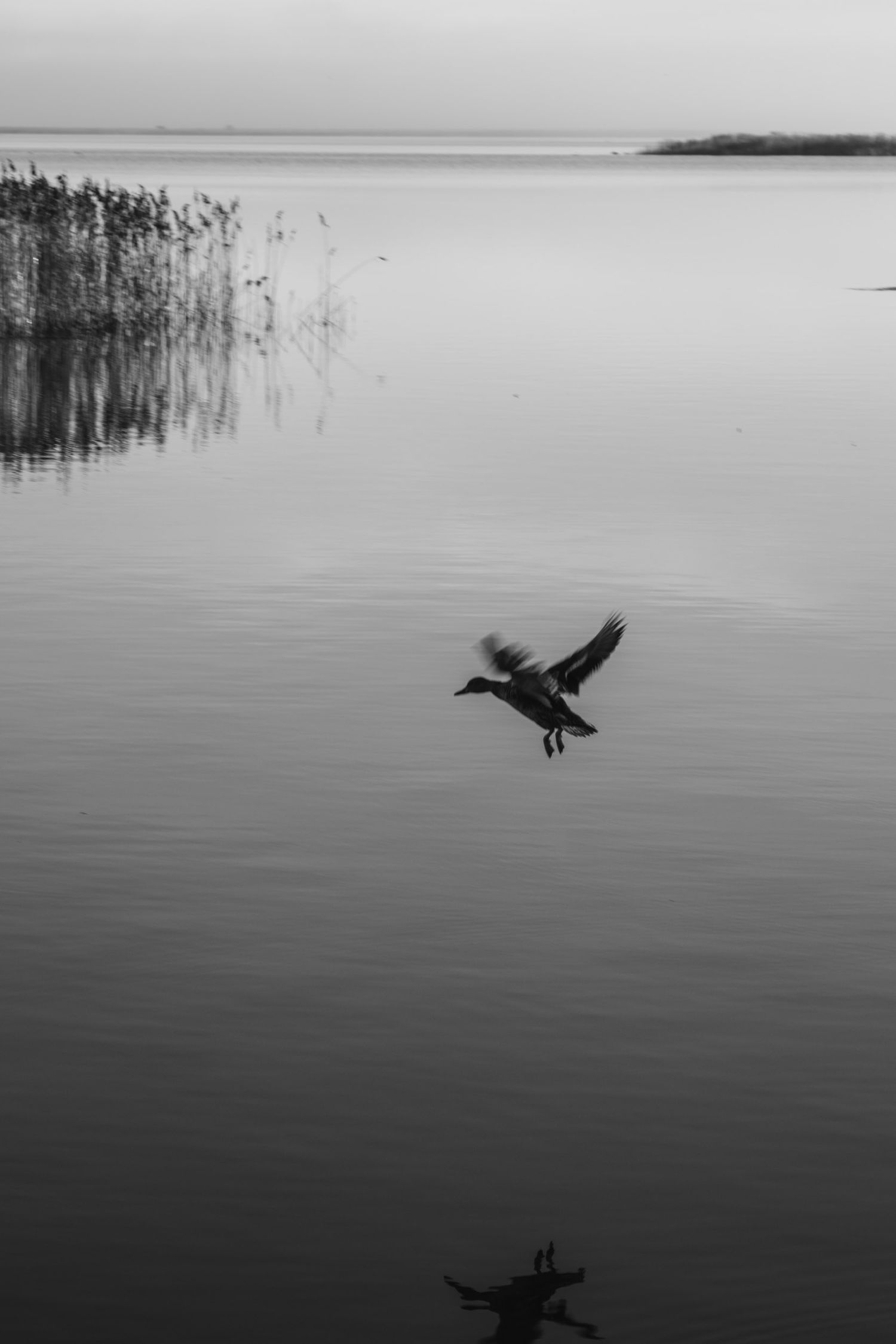 A bird in flight casts its reflection over calm waters with reeds in the background.