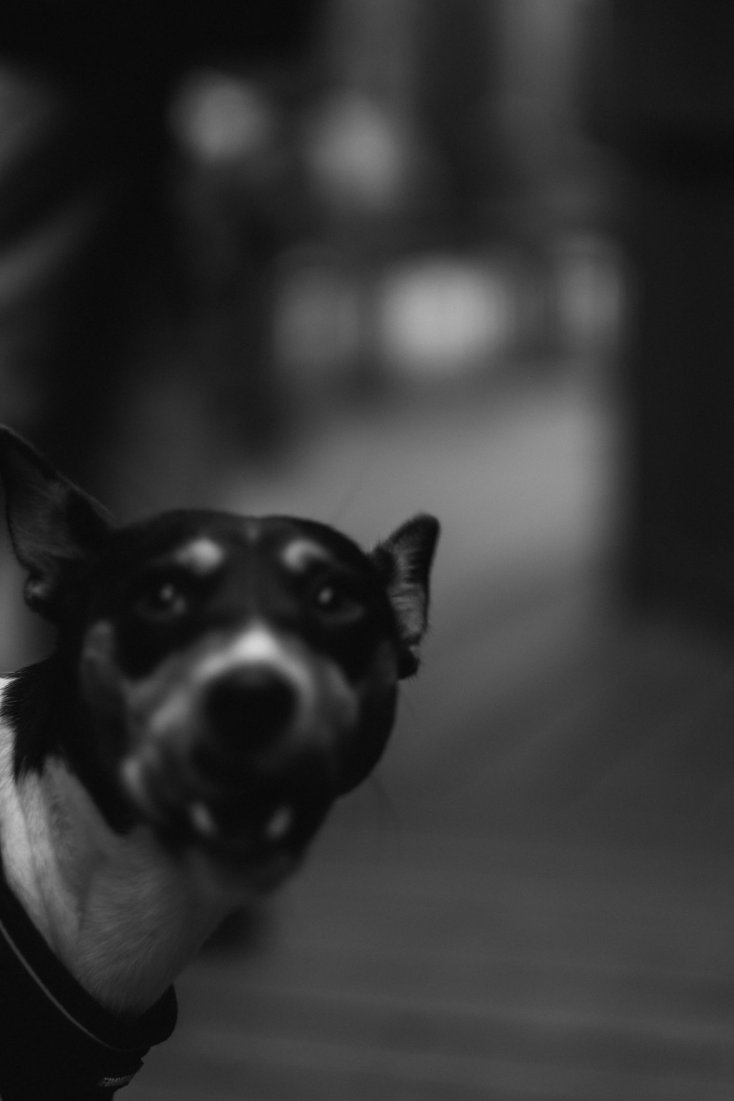 Close-up portrait of a black and white Chihuahua dog with alert ears.