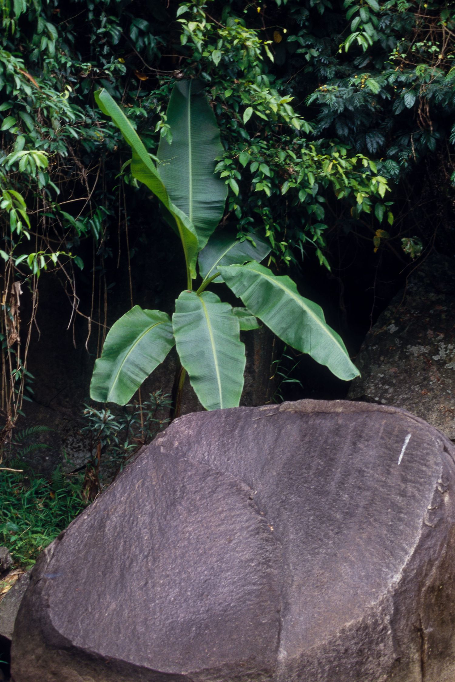 Large stone boulder surrounded by tropical plants and banana leaves.