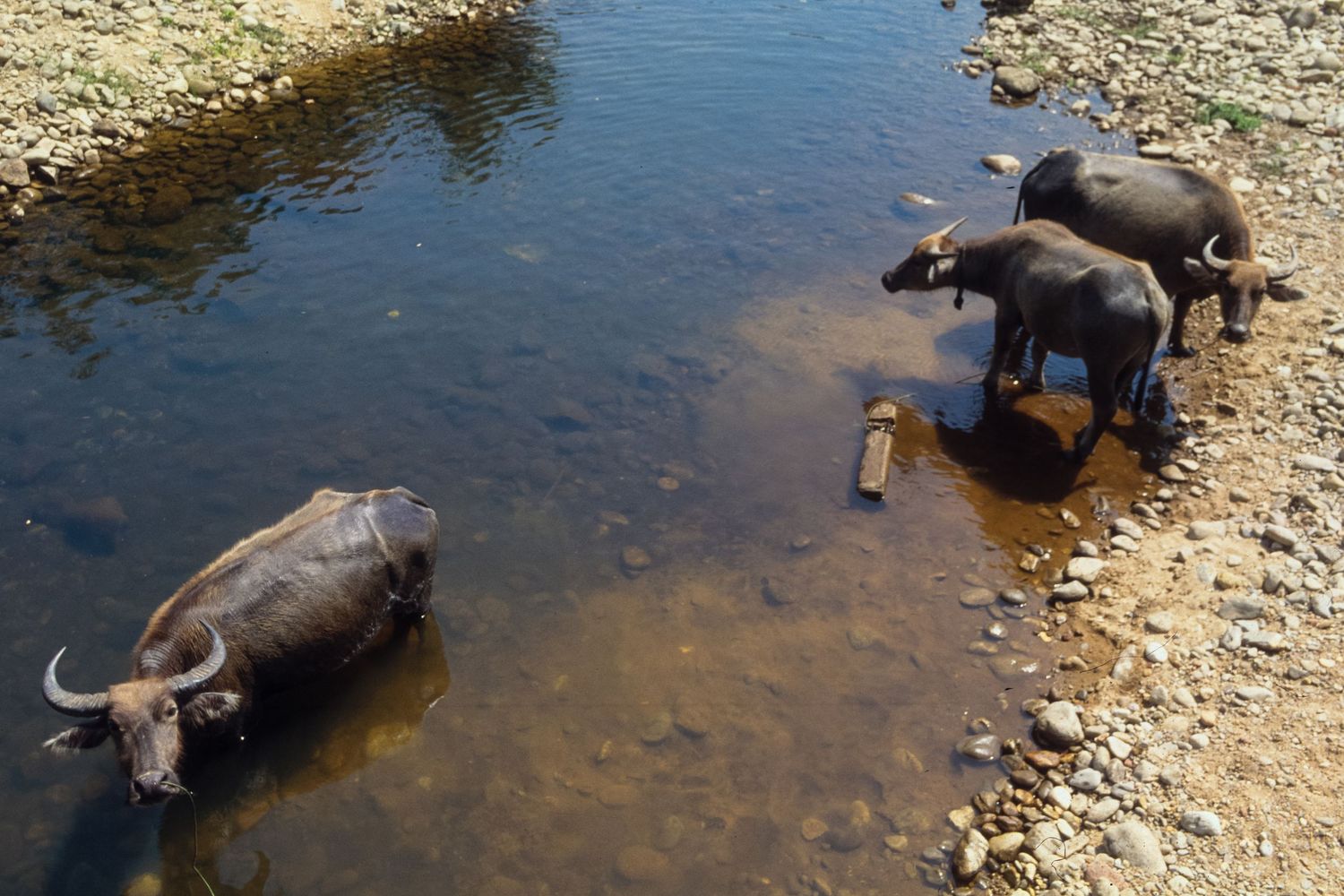 Water buffalo cooling off in shallow riverbank water.