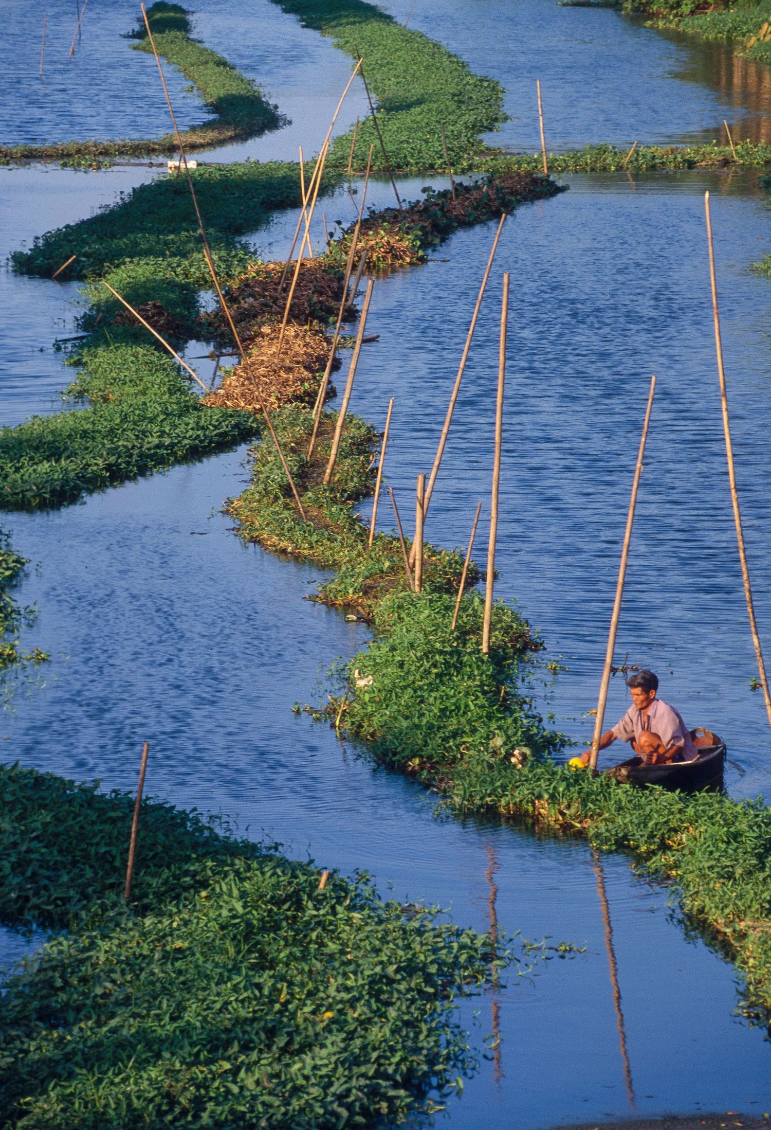 Waterway with bamboo poles and floating vegetation in Southeast Asian fishing area.