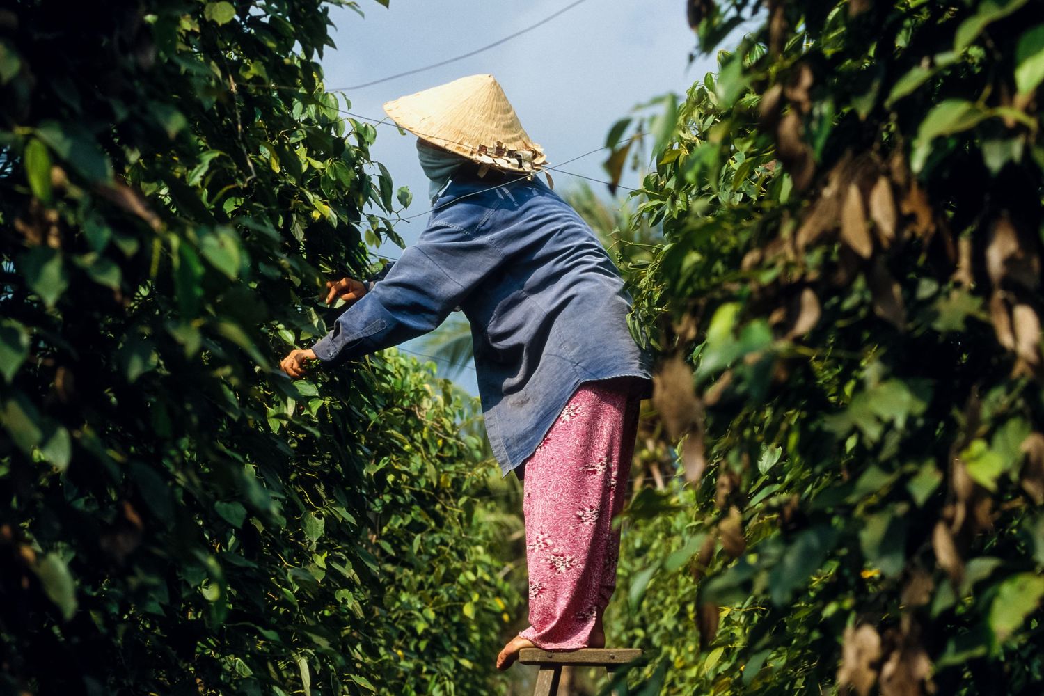 Close-up view of fresh green pepper plants growing on vines in a tropical farm setting.
