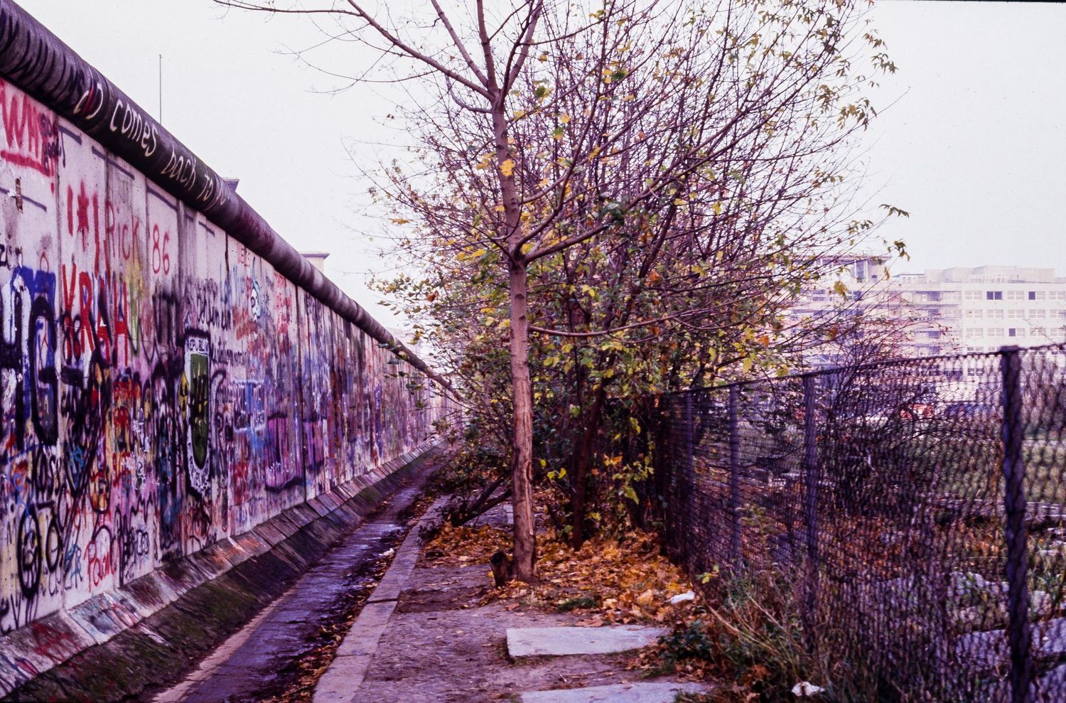 Long stretch of the Berlin Wall covered in colorful graffiti with trees visible in the background.