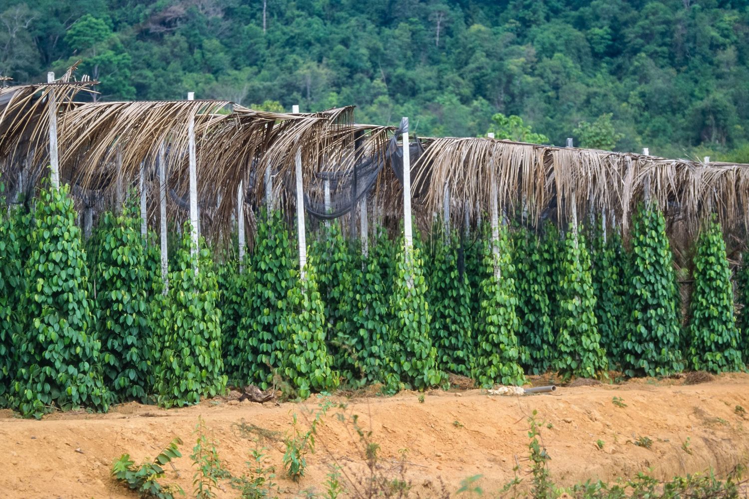 Rows of tall pepper vines growing along wooden support structures in a lush plantation.