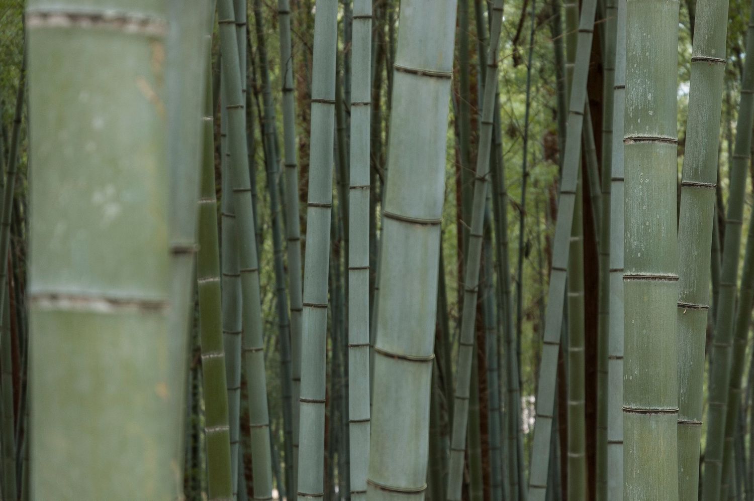 Serene bamboo forest with tall green stalks creating natural patterns.