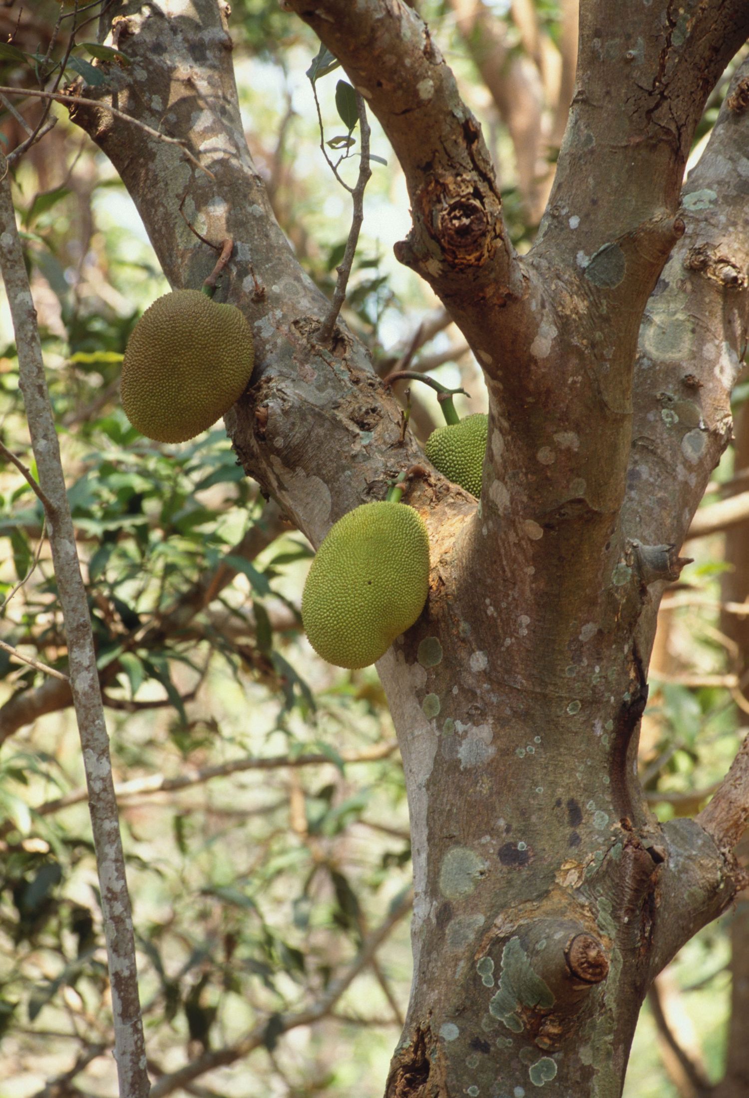Close-up of jackfruit growing on tree branches with rough textured bark.