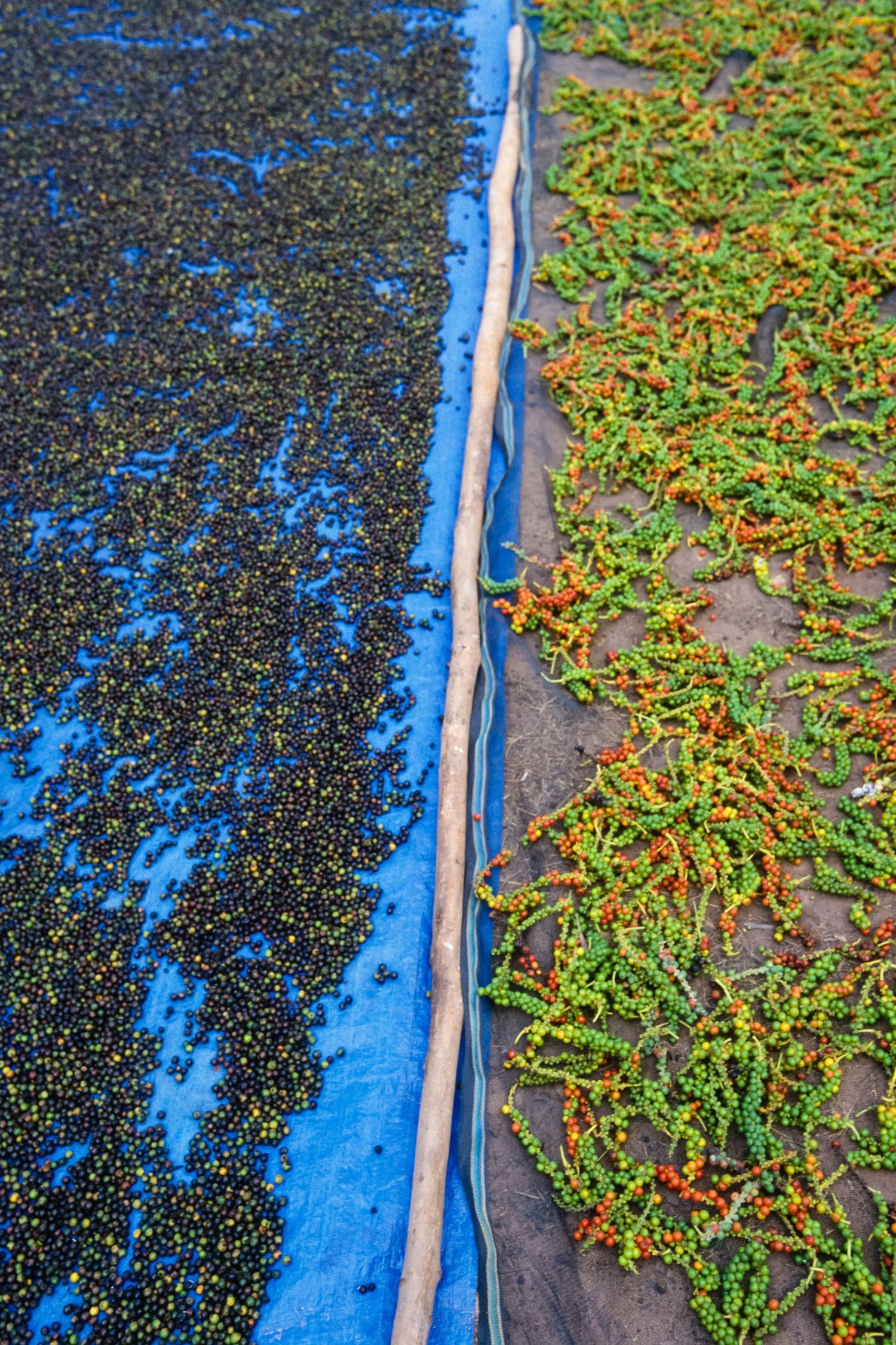 Fresh peppercorns drying on blue tarps next to green plants in an outdoor setting.