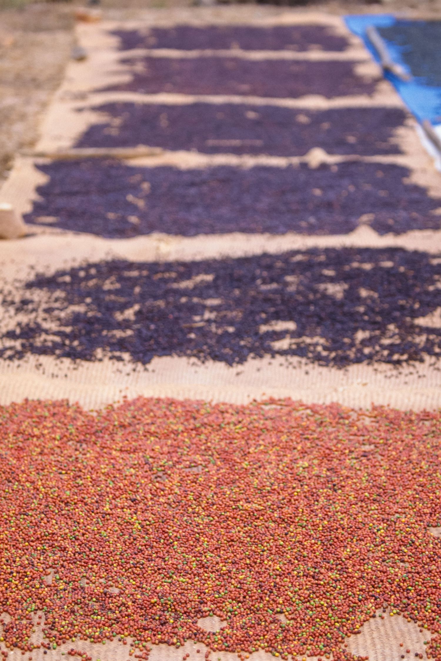Red and black peppercorns spread out on drying mats under sunlight.