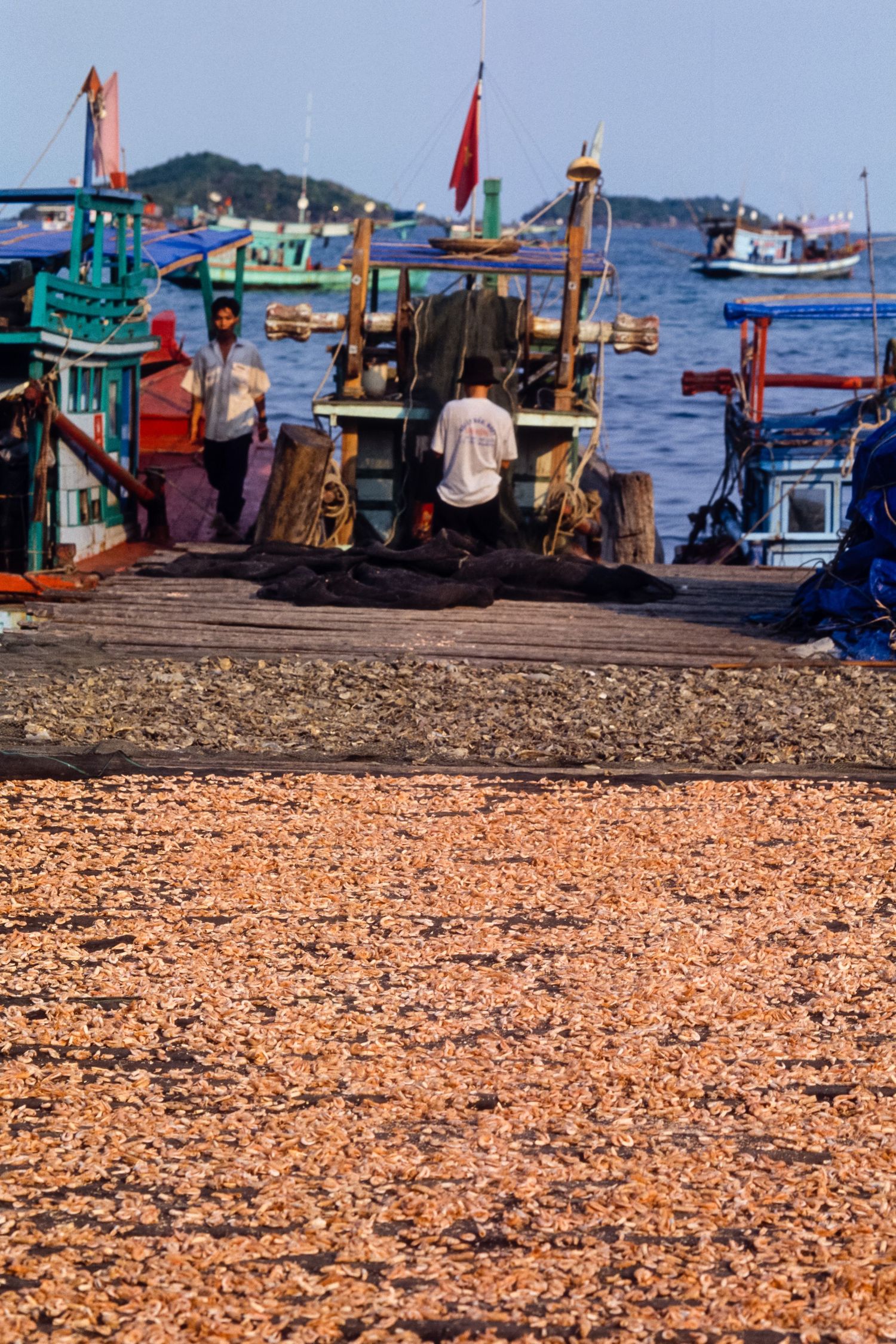 Large quantity of dried fish spread out on ground near fishing boats at harbor.