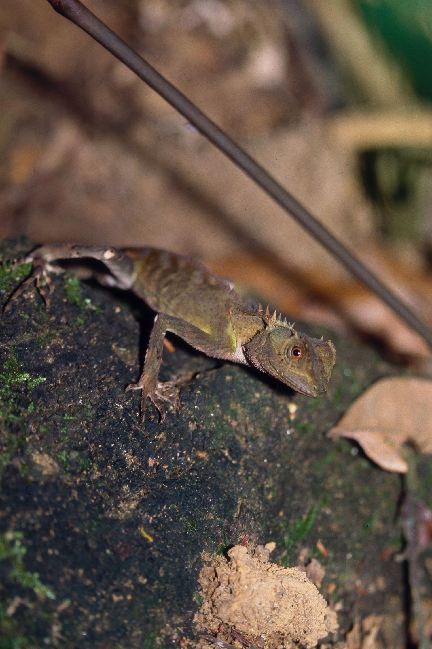 Small lizard crawling on dark soil with leaves in a natural setting.