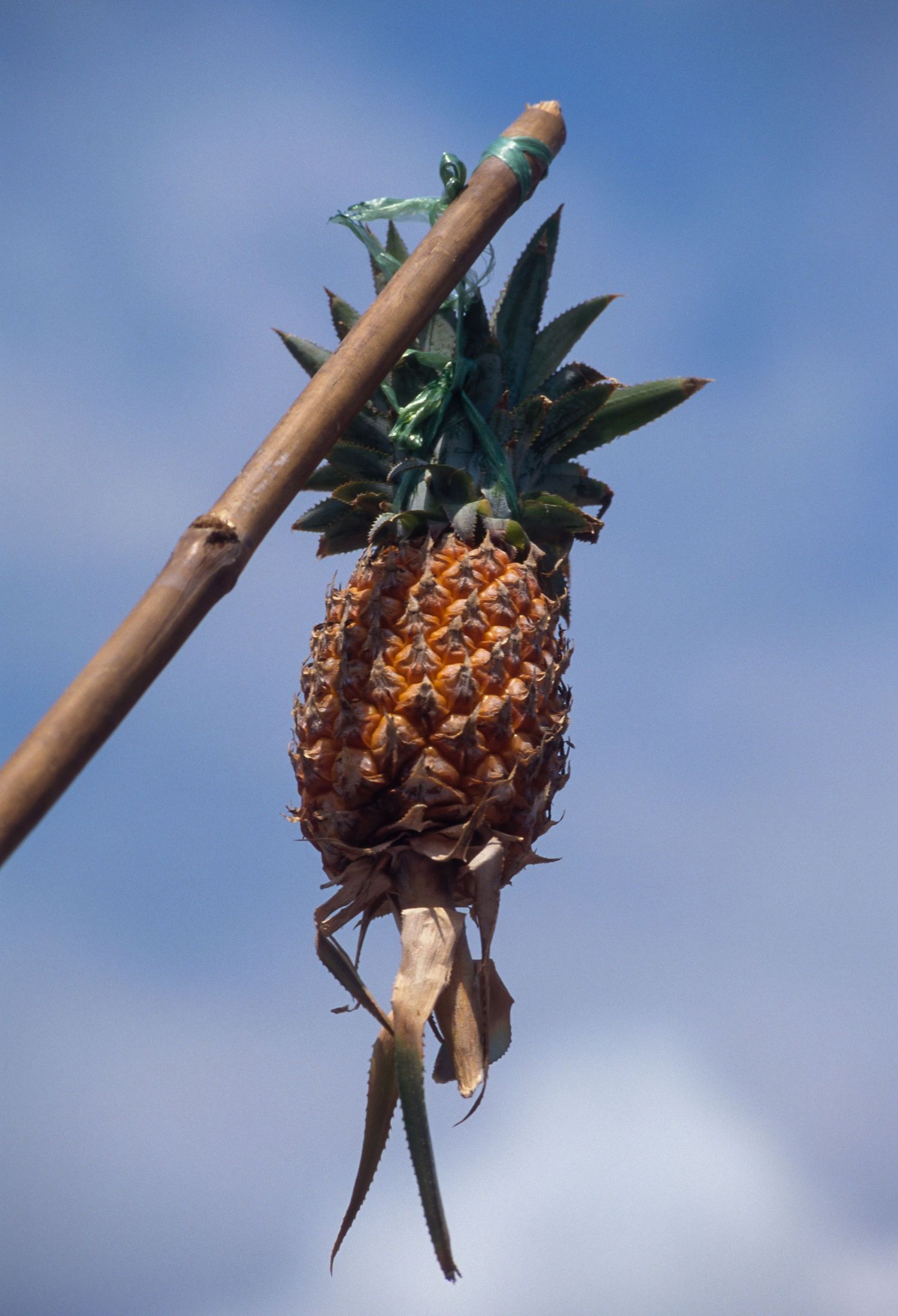 Fresh pineapple hanging against bright blue sky background.