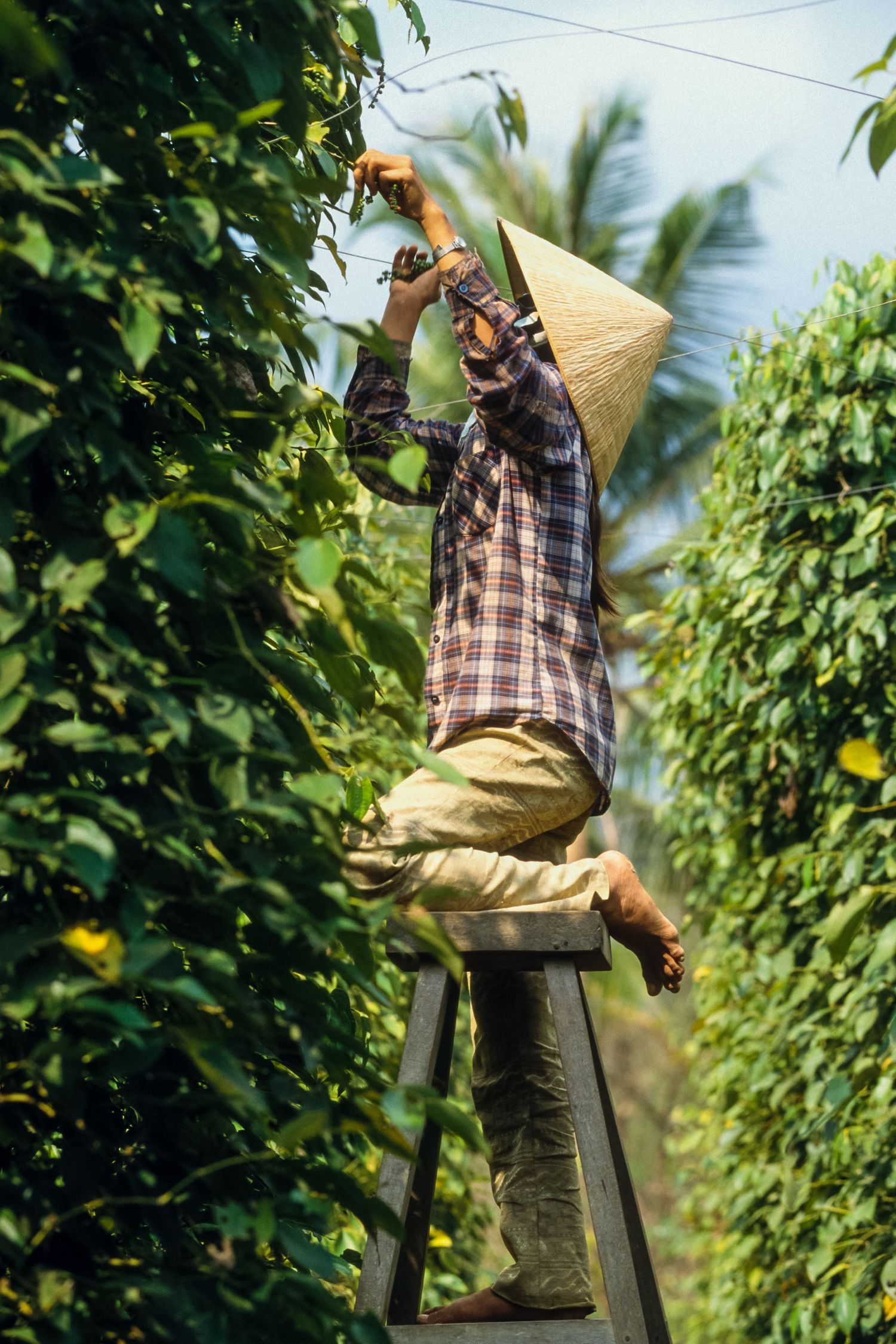 Worker on ladder harvesting crops in green agricultural field.