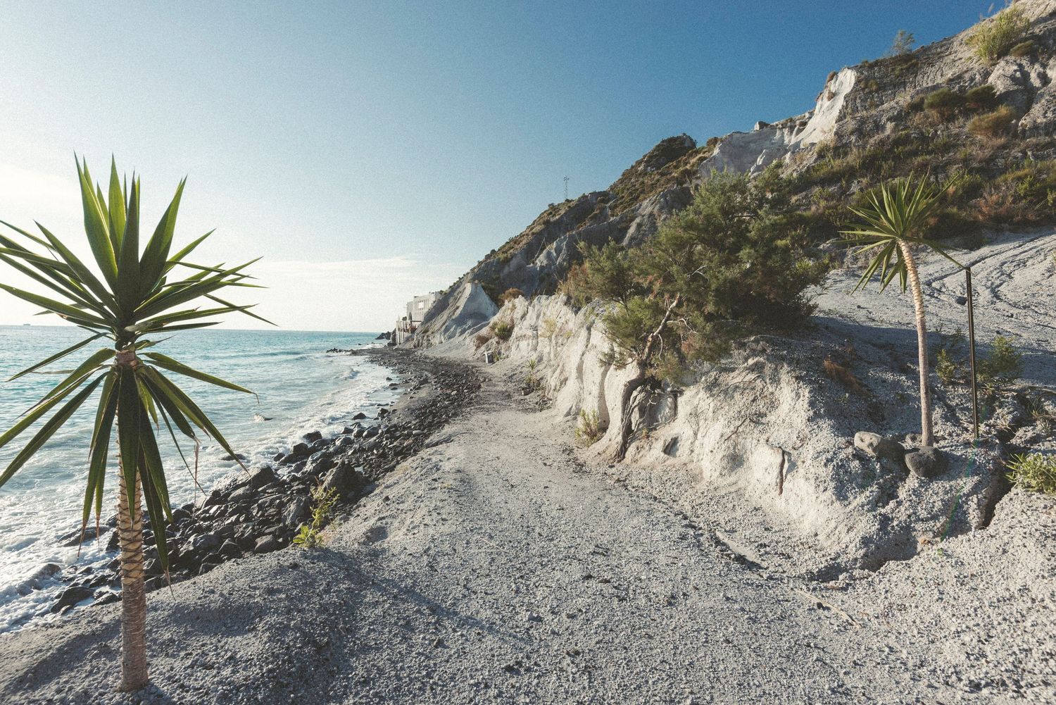 Rugged coastal path with palm trees along white chalk cliffs and turquoise ocean waters in New Zealand.
