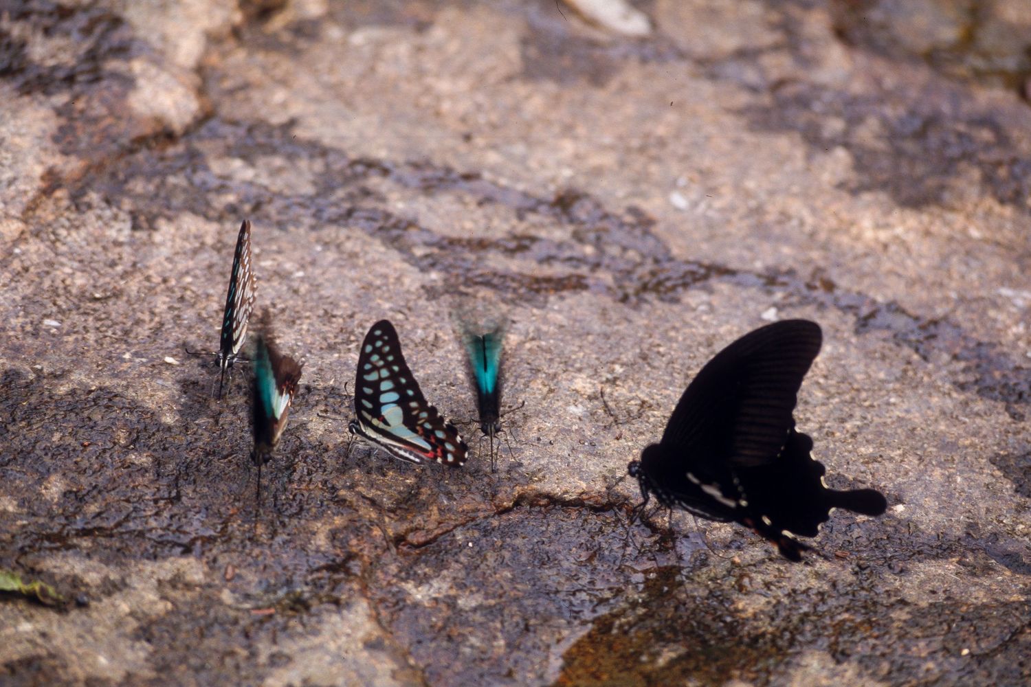 Close-up shots of colorful butterflies resting on rocky ground in nature.