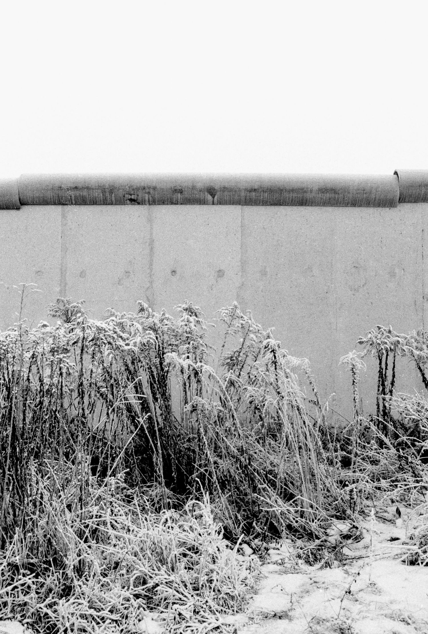 Winter landscape showing snow-covered plants along a border wall.