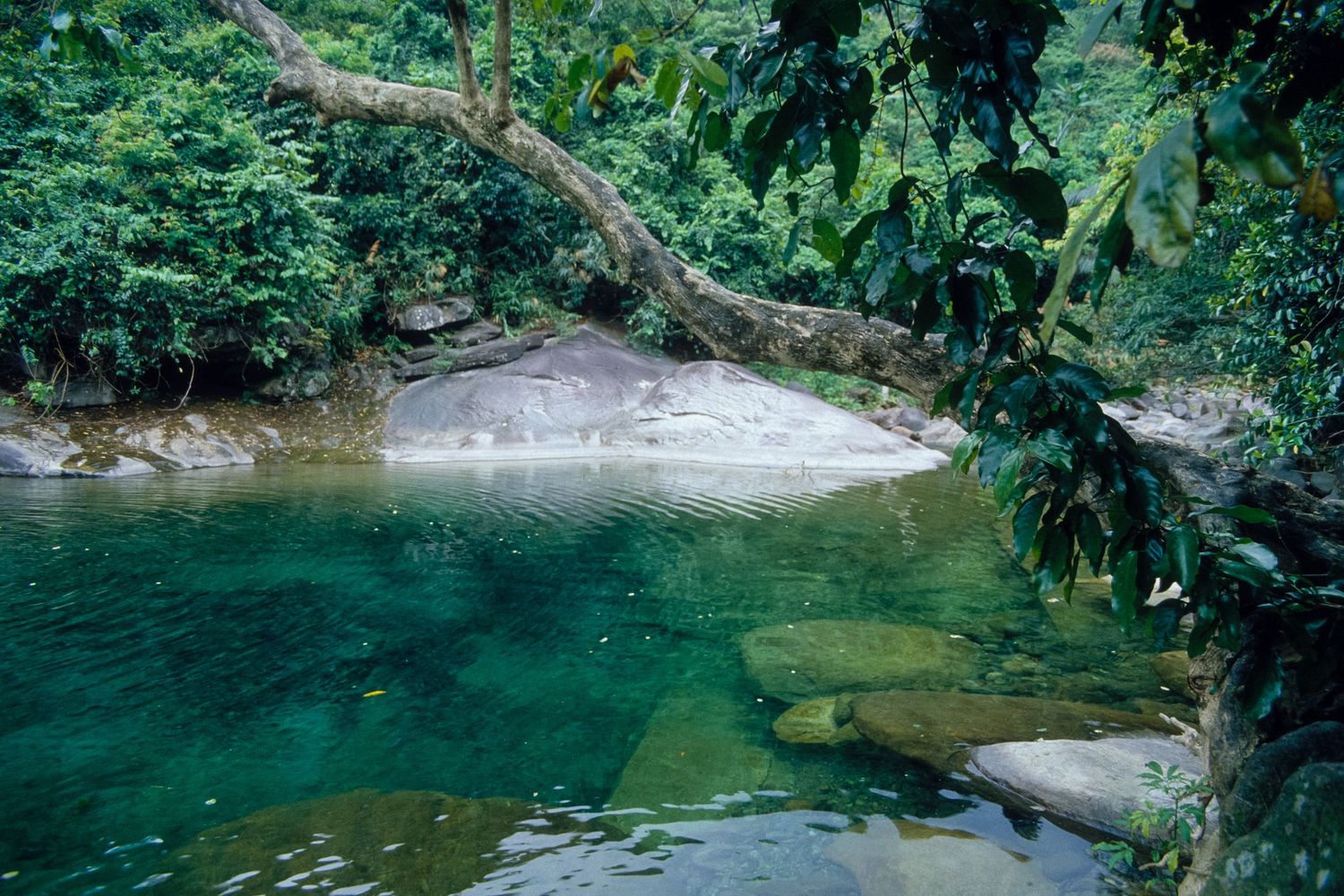 Tranquil forest pool with crystal clear water surrounded by tropical vegetation.