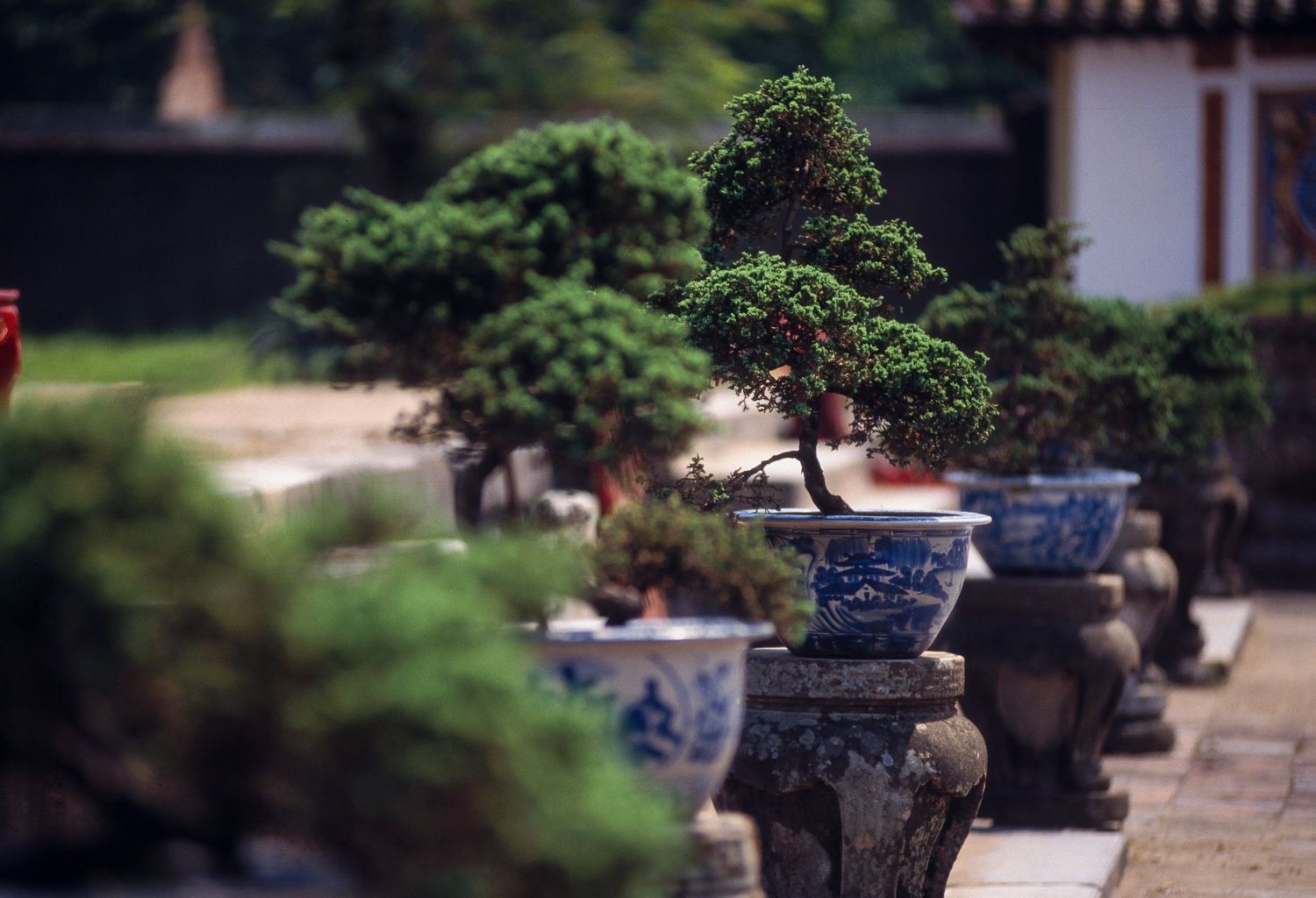 Row of carefully manicured bonsai trees displayed in traditional pots.