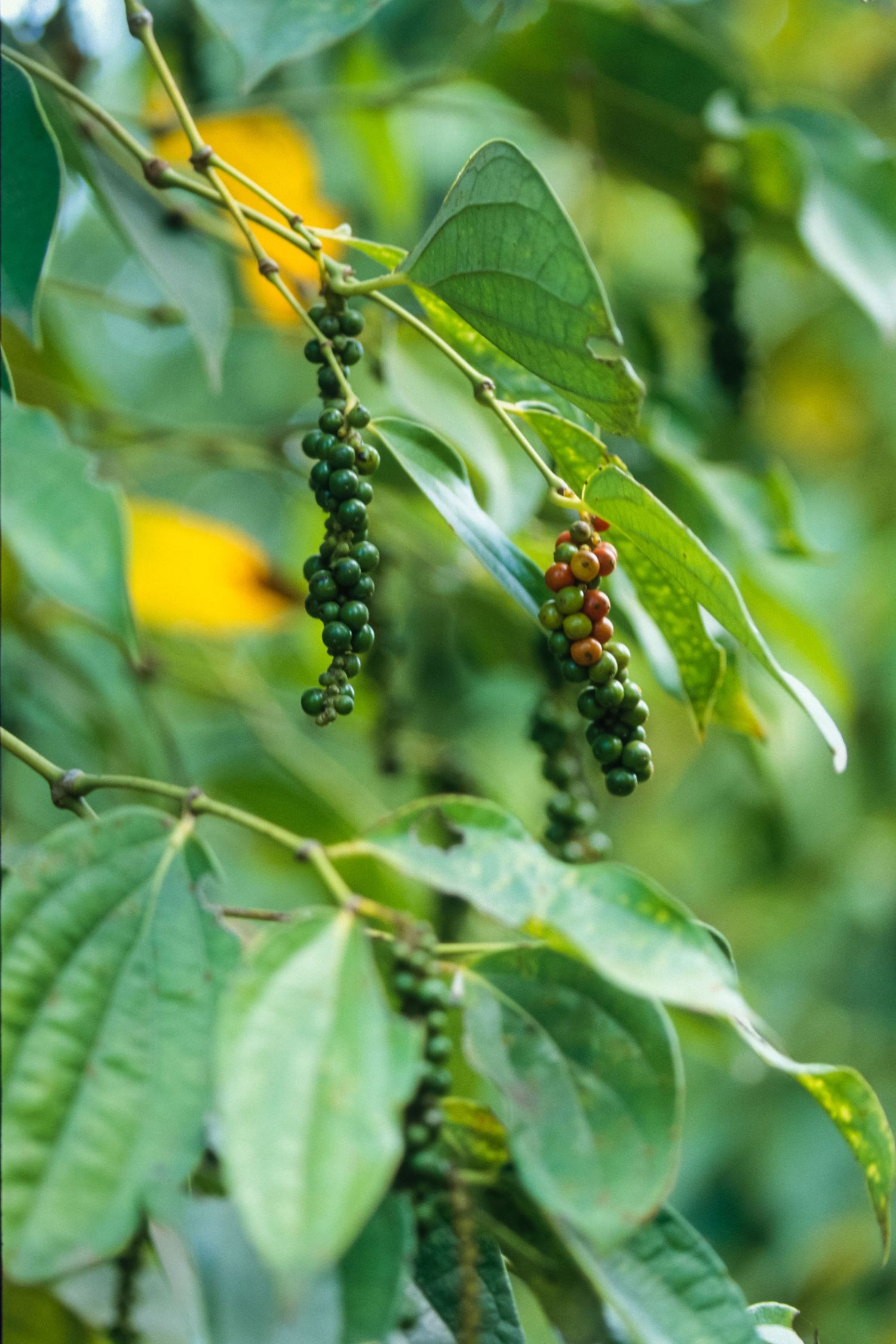 Fresh green peppercorns growing in clusters on vine branches with bright green leaves.