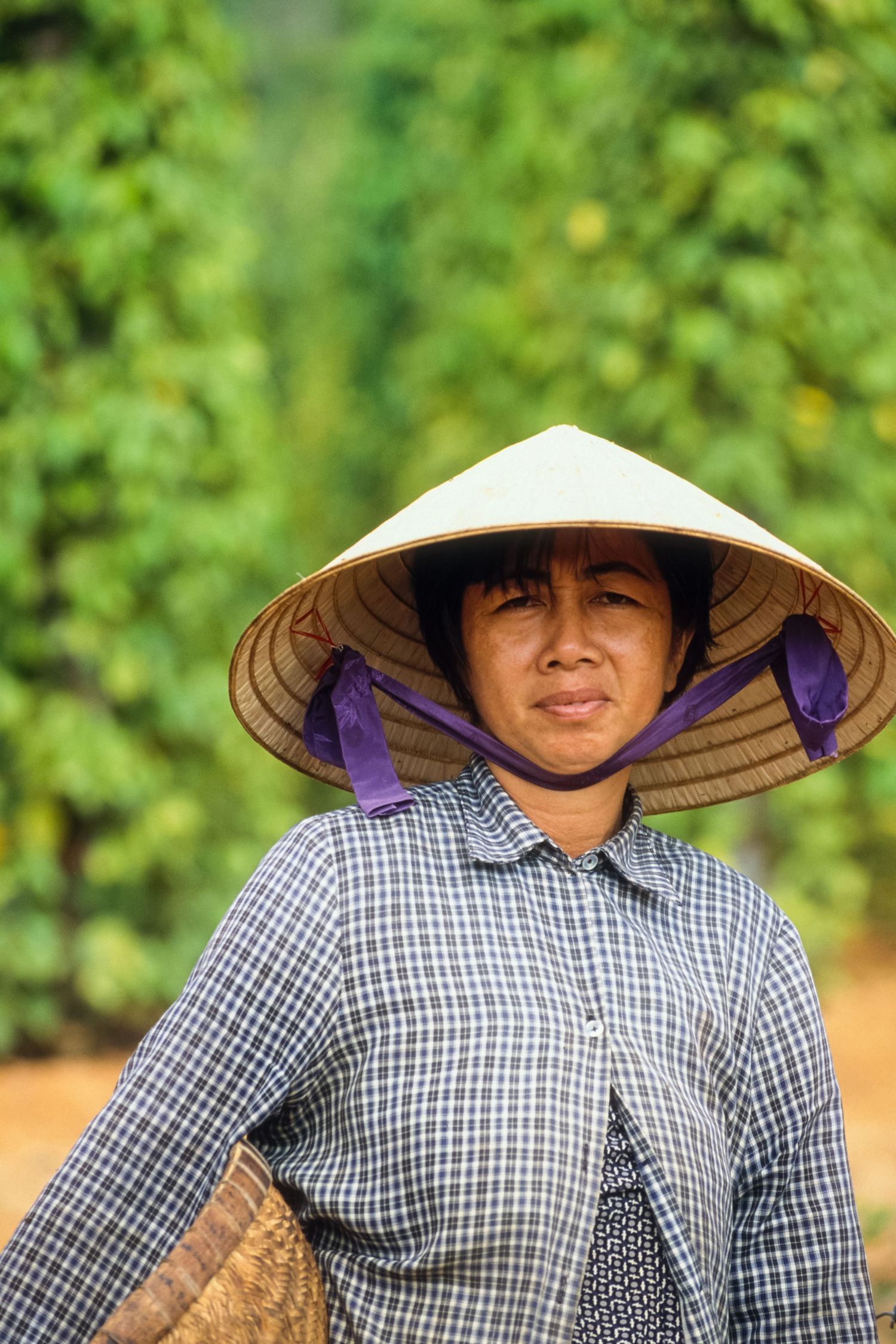 Farm workers wearing traditional conical hats tend to pepper plants in a Vietnamese plantation.