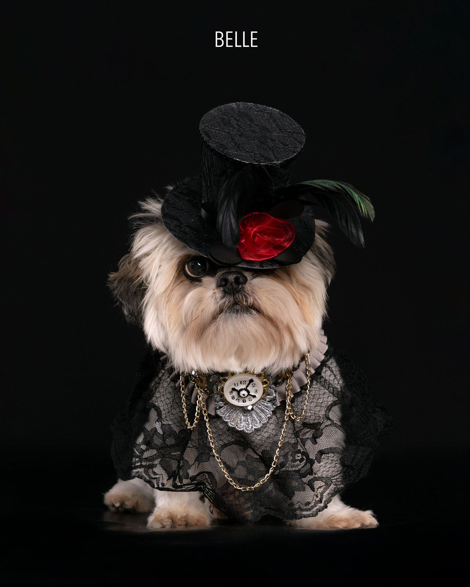 Portrait of Belle, a Shih Tzu in a black lace dress and feathered top hat with red rose, posed against a dark background.