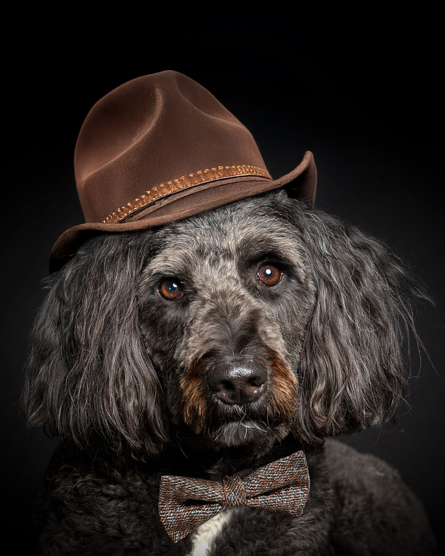A distinguished grey Poodle mix wearing a brown fedora hat and tweed bow tie, posed against a dark studio background.