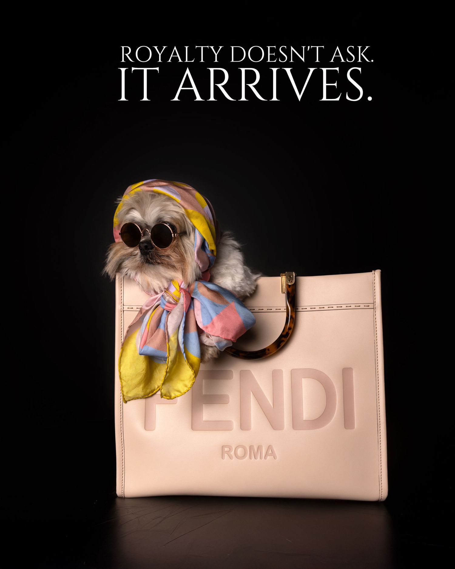 A glamorous Shih Tzu wearing sunglasses and silk scarf sitting inside a pink Fendi Roma luxury handbag on black background.