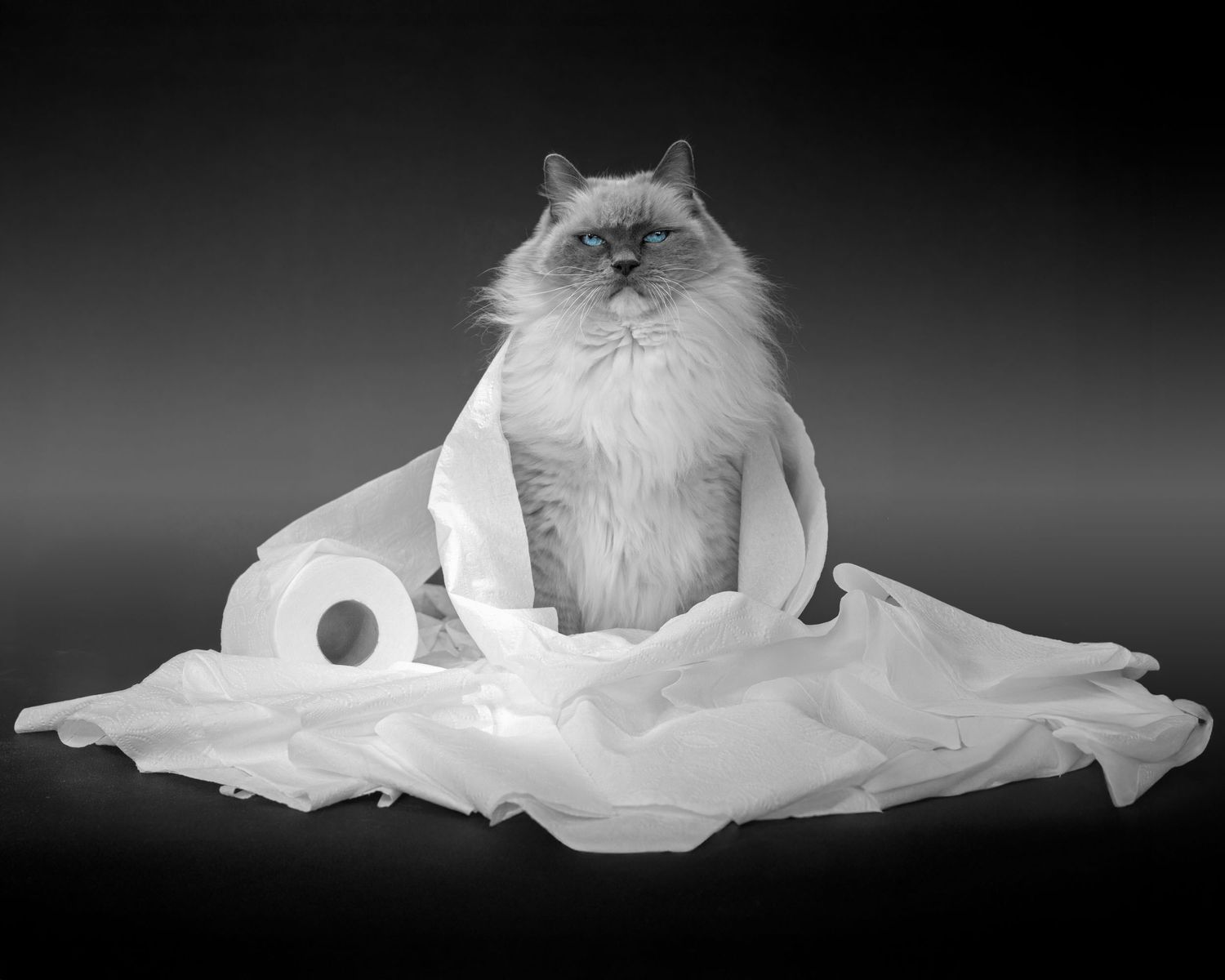 Fluffy Himalayan cat surrounded by unrolled toilet paper in black and white photo.