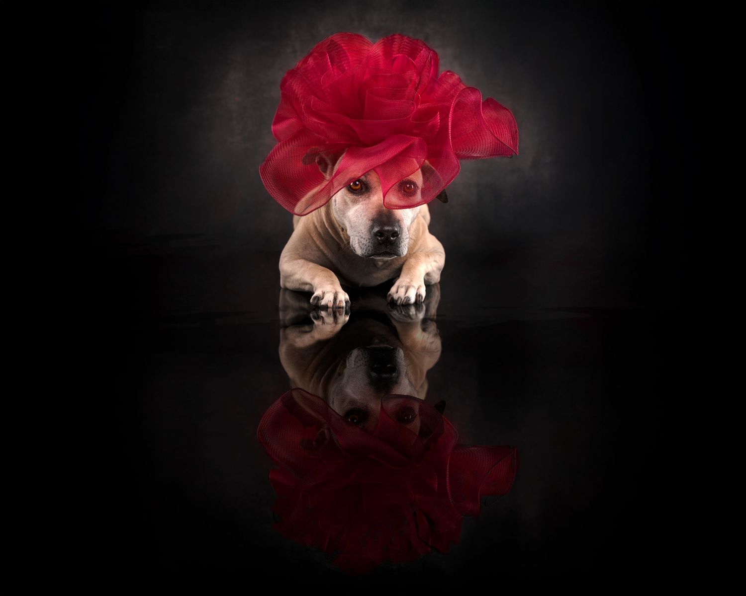 A dog wearing a dramatic red floral hat sits reflected on a glossy black surface in dark studio lighting.