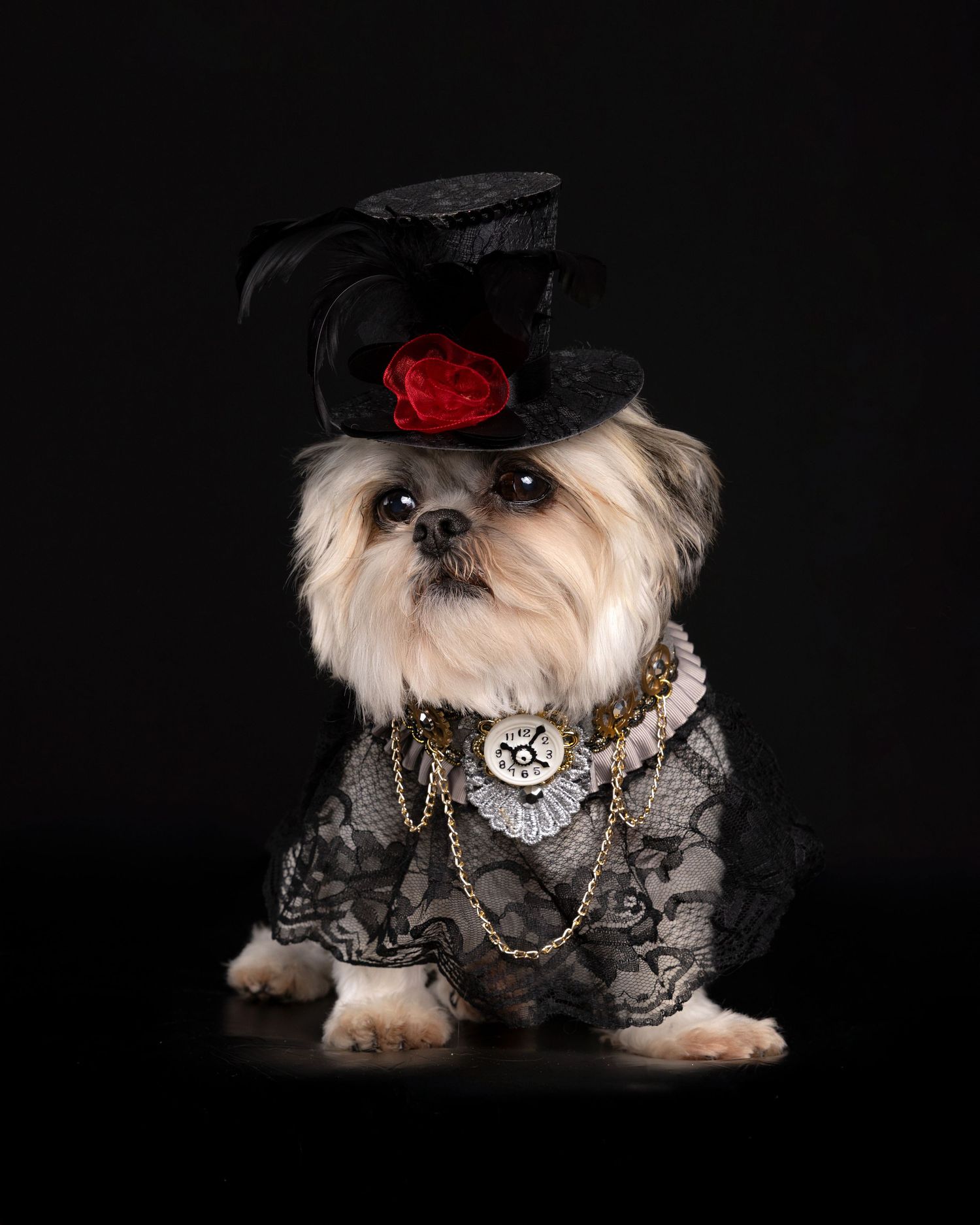 A Shih Tzu dog dressed in black lace outfit with a miniature top hat adorned with a red rose and gold chain accessories.