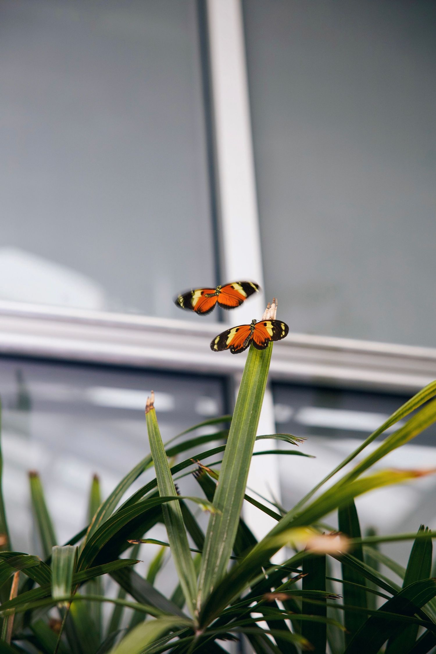 Pair of orange and black butterflies resting on tall green leaves, photographed in a bright indoor garden setting.