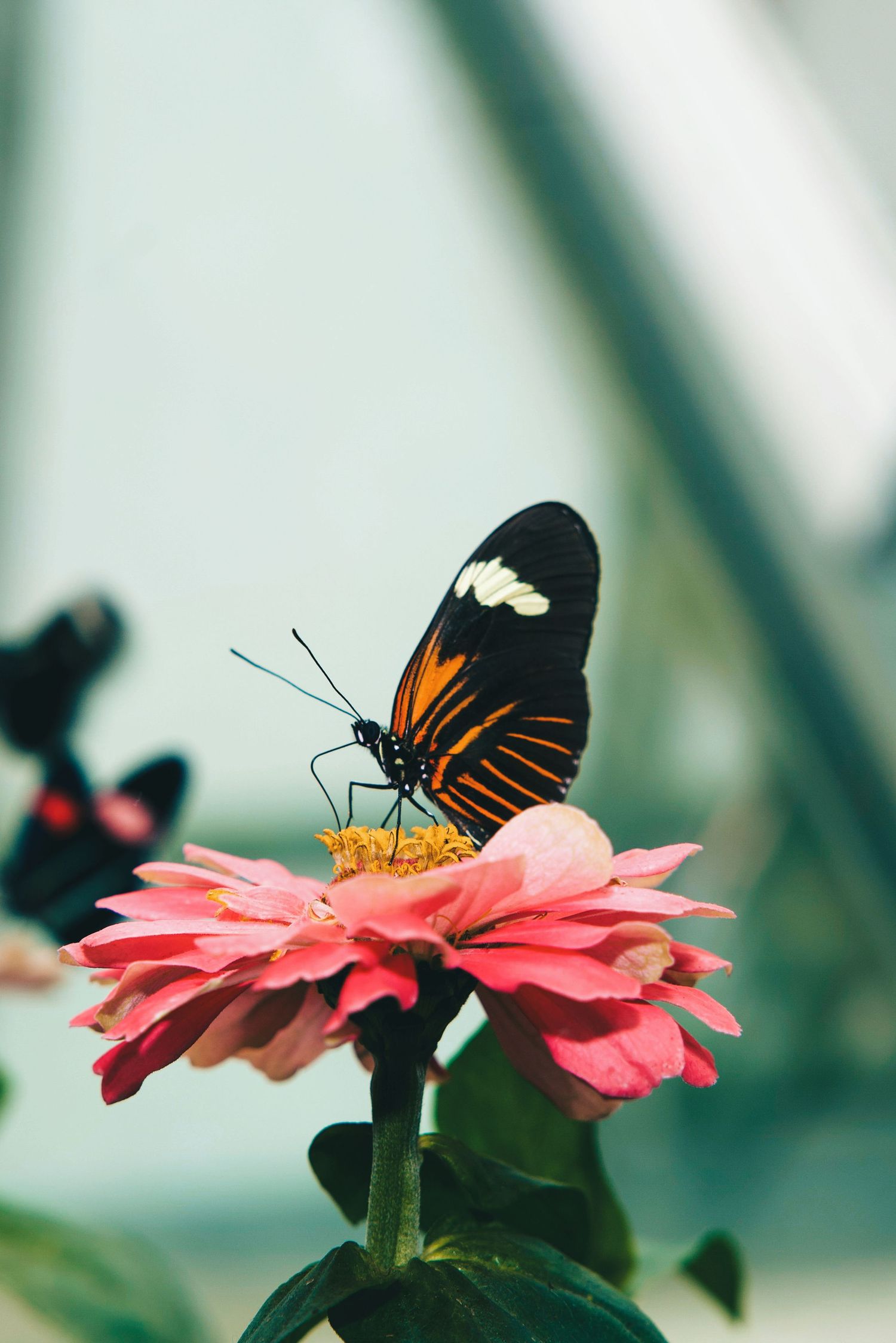Macro-style image of a butterfly feeding on a pink bloom, captured with shallow depth of field.
