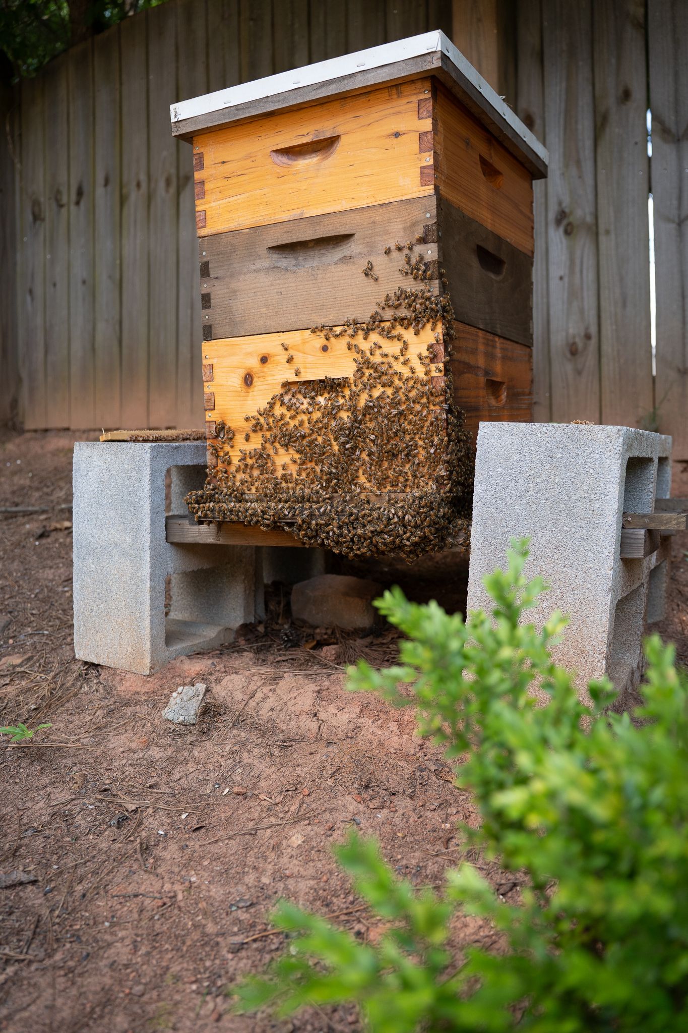 Beehive covered in bees