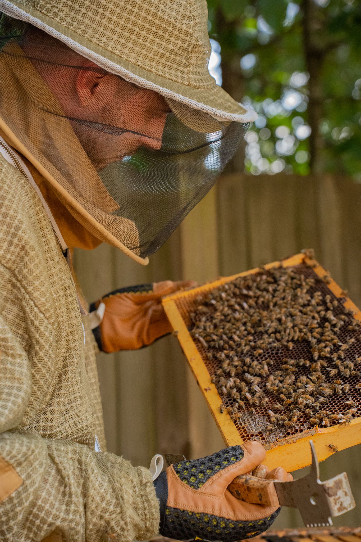 Man inspecting frame from beehive