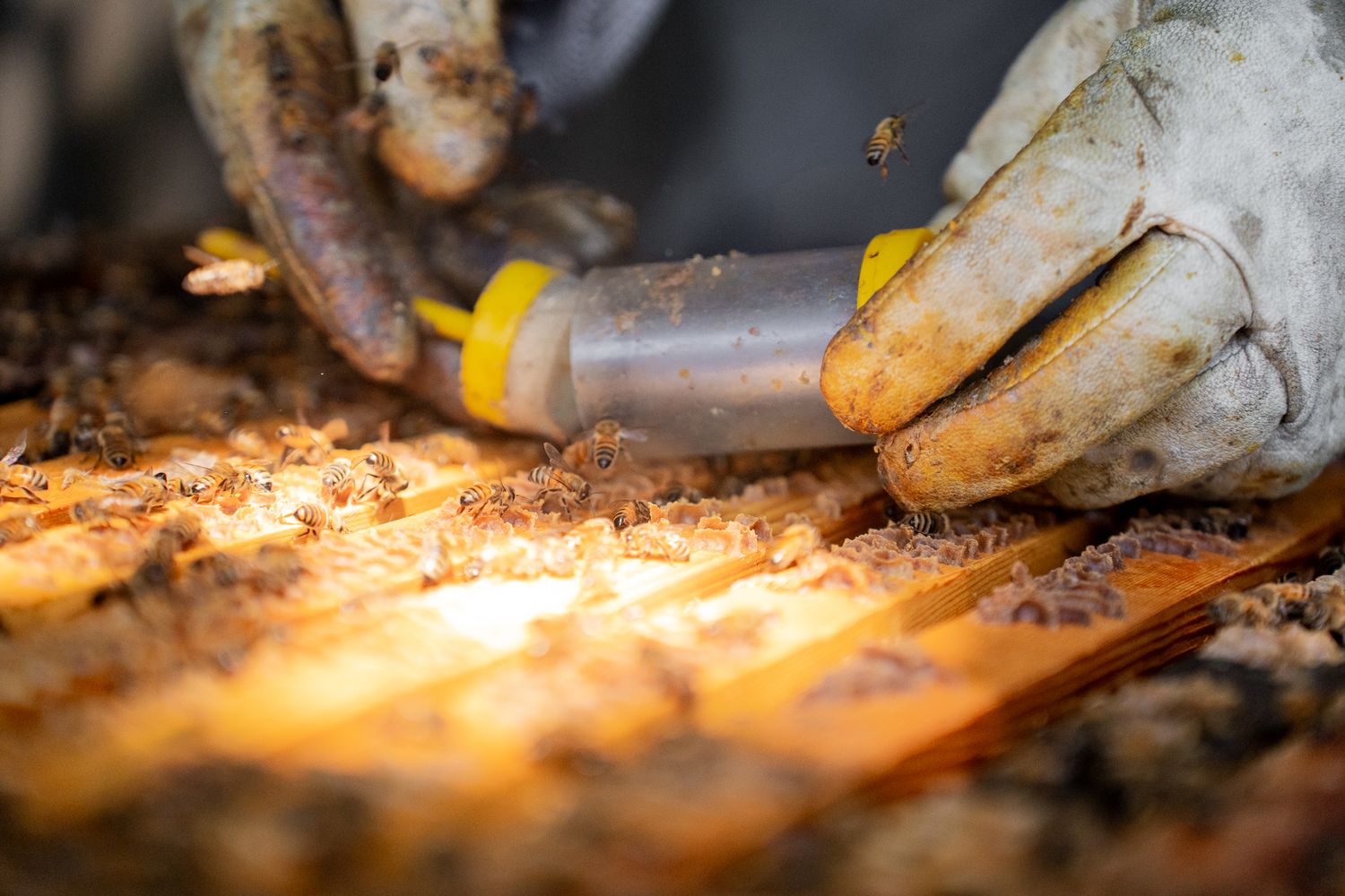 Close up of queen bee marking tube