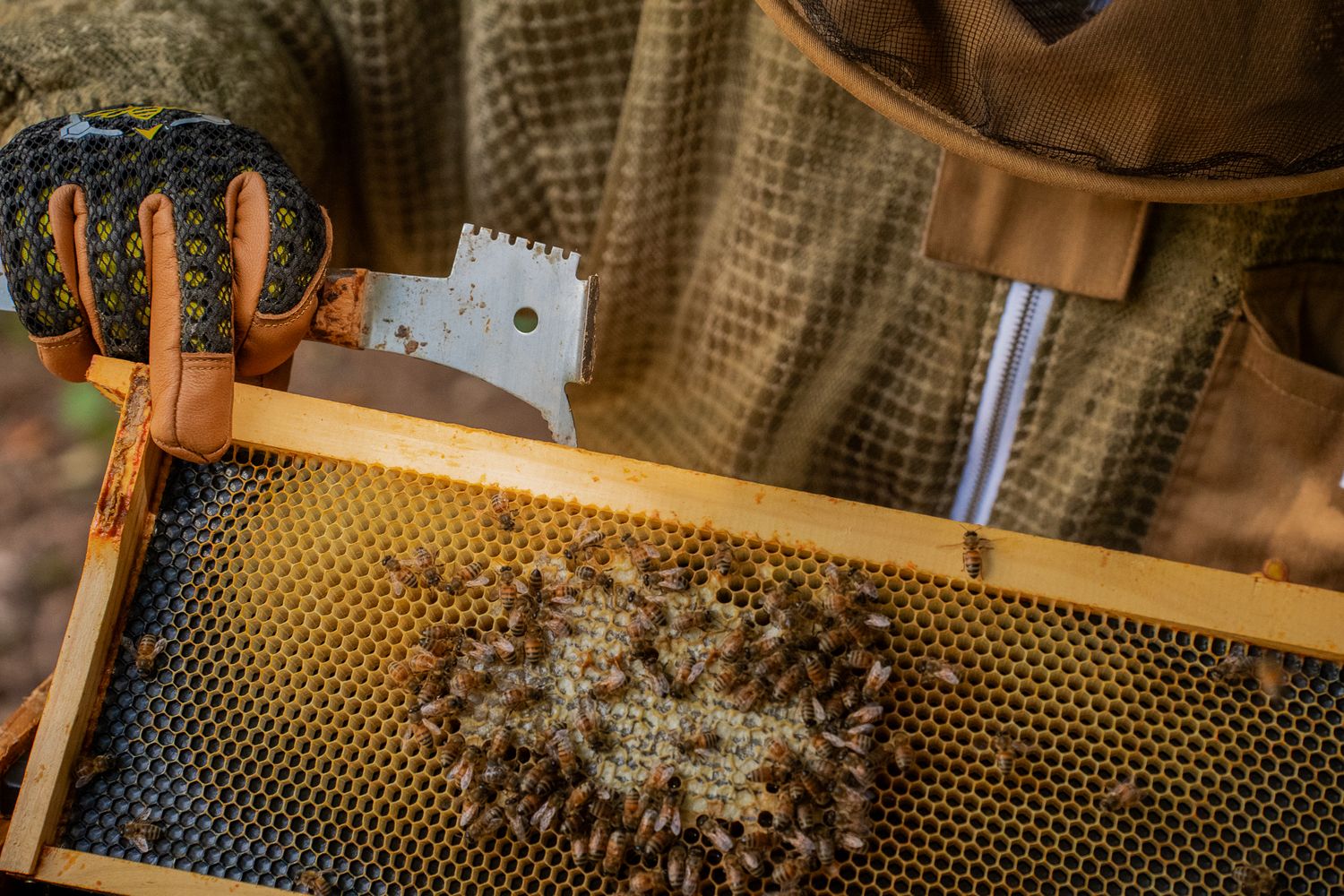Close up of frame from beehive