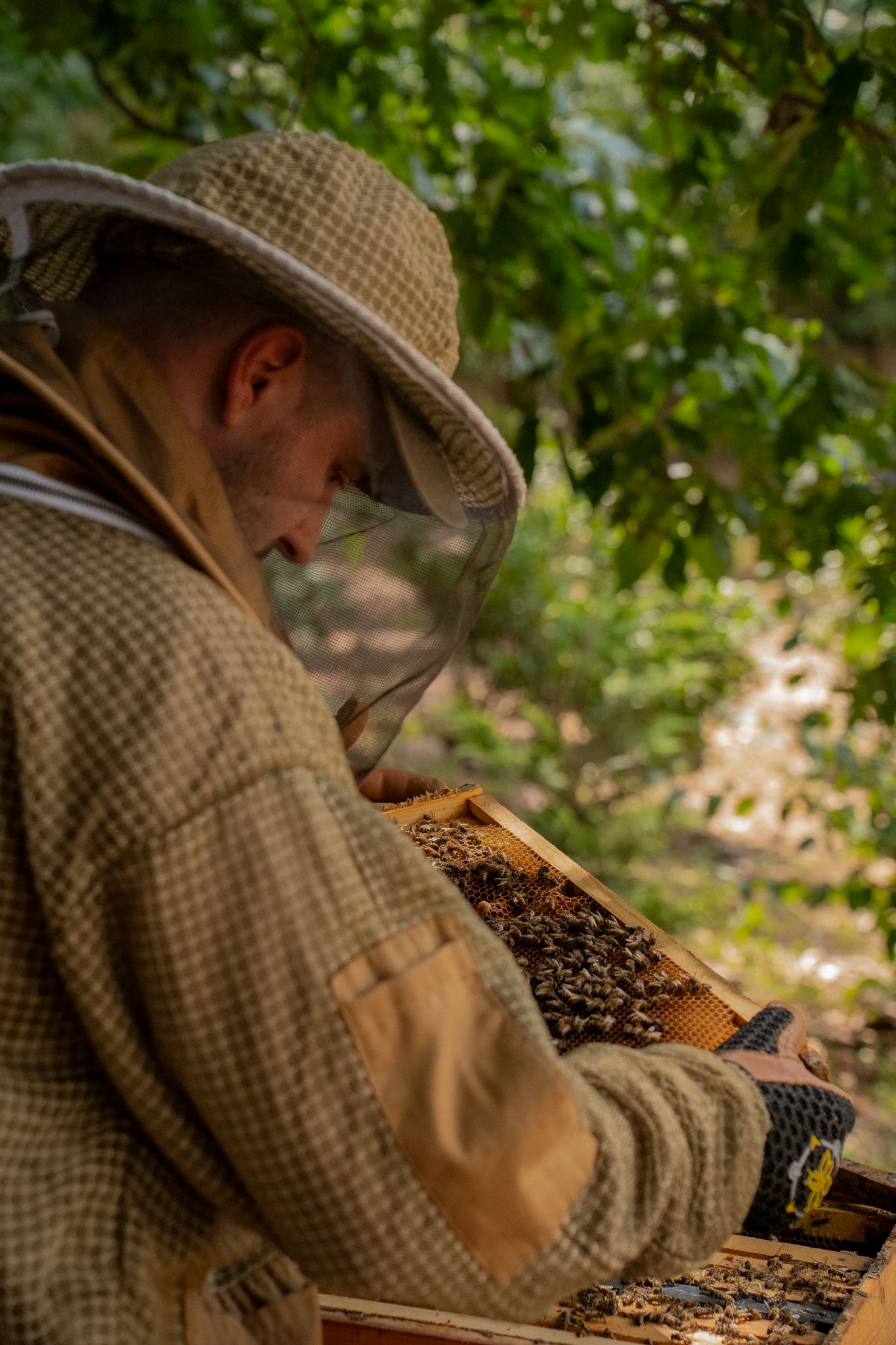 Man inspecting frame from beehive