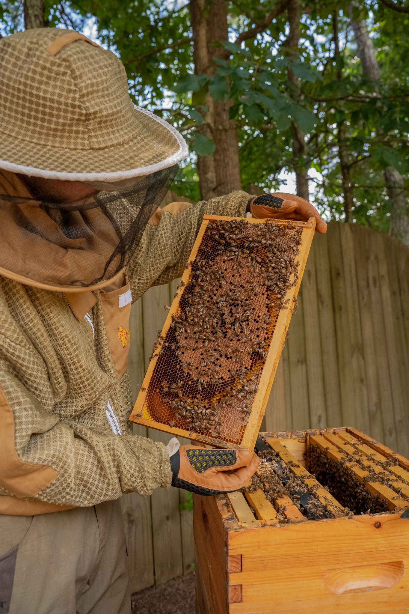 Man inspecting frame from beehive