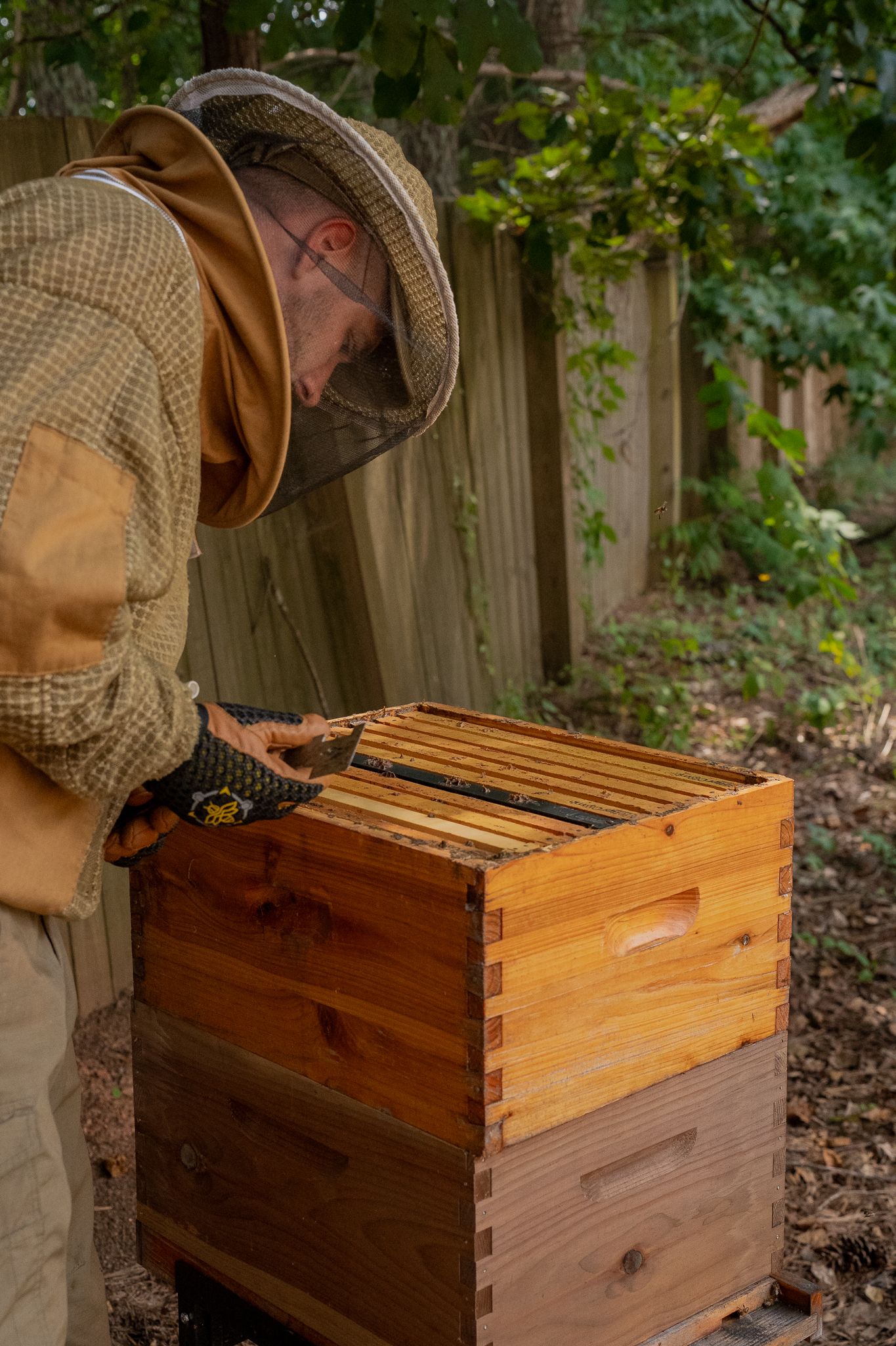 Man inspecting beehive