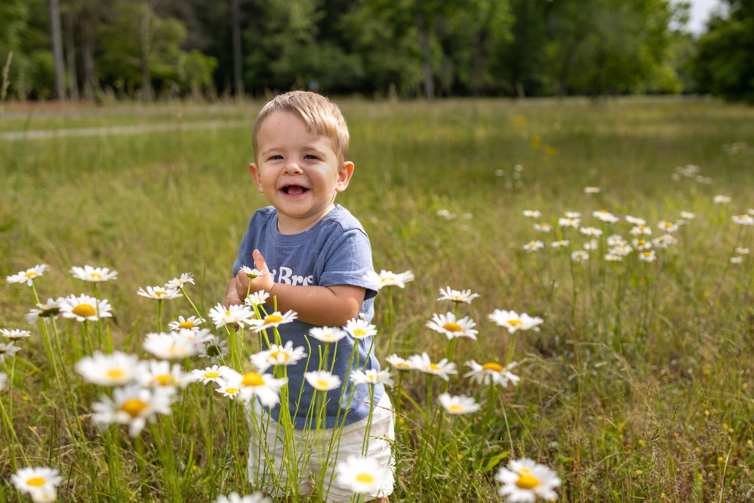 Smiling toddler boy standing in a field of white daisies on a sunny day.