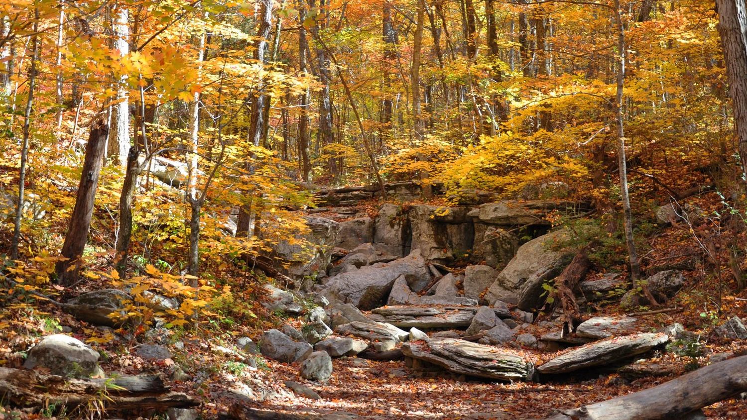 Autumn forest trail with golden foliage, rocky terrain, and fallen leaves in a scenic woodland setting.