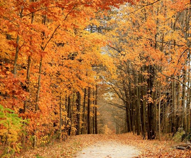 A scenic autumn forest path lined with vibrant orange and yellow foliage creating a stunning fall canopy.