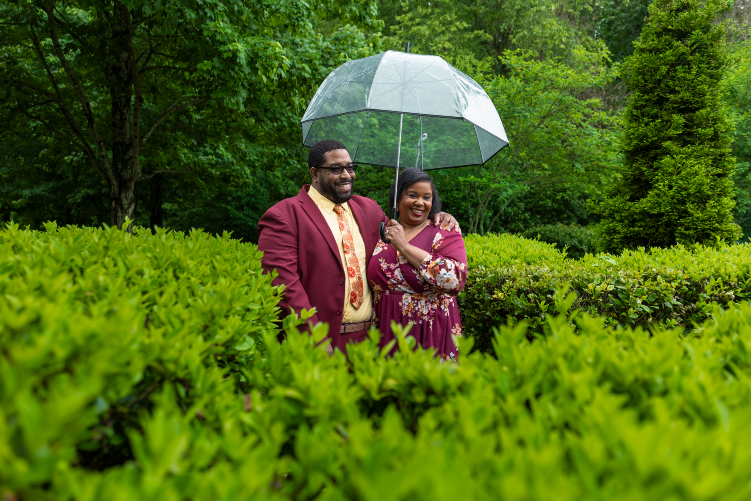 Couple in burgundy attire sharing a clear umbrella among lush green hedges in a garden.